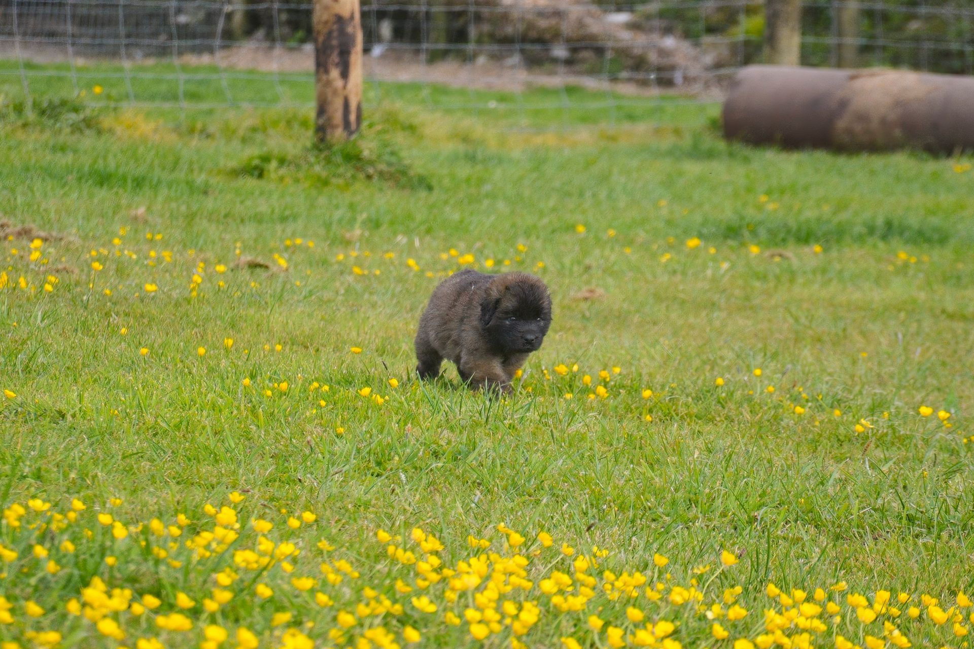 Small black dog standing in a green field with yellow flowers and a fence in the background