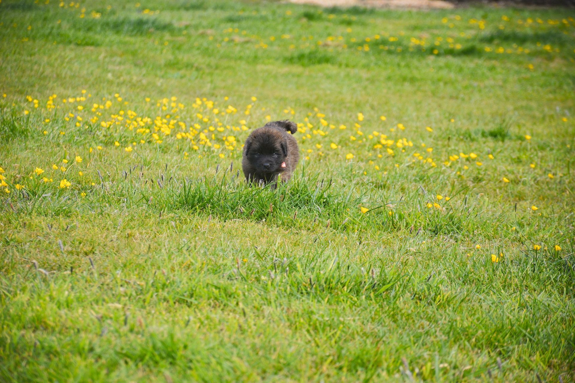 Small dark rabbit sitting in a grassy field with scattered yellow flowers