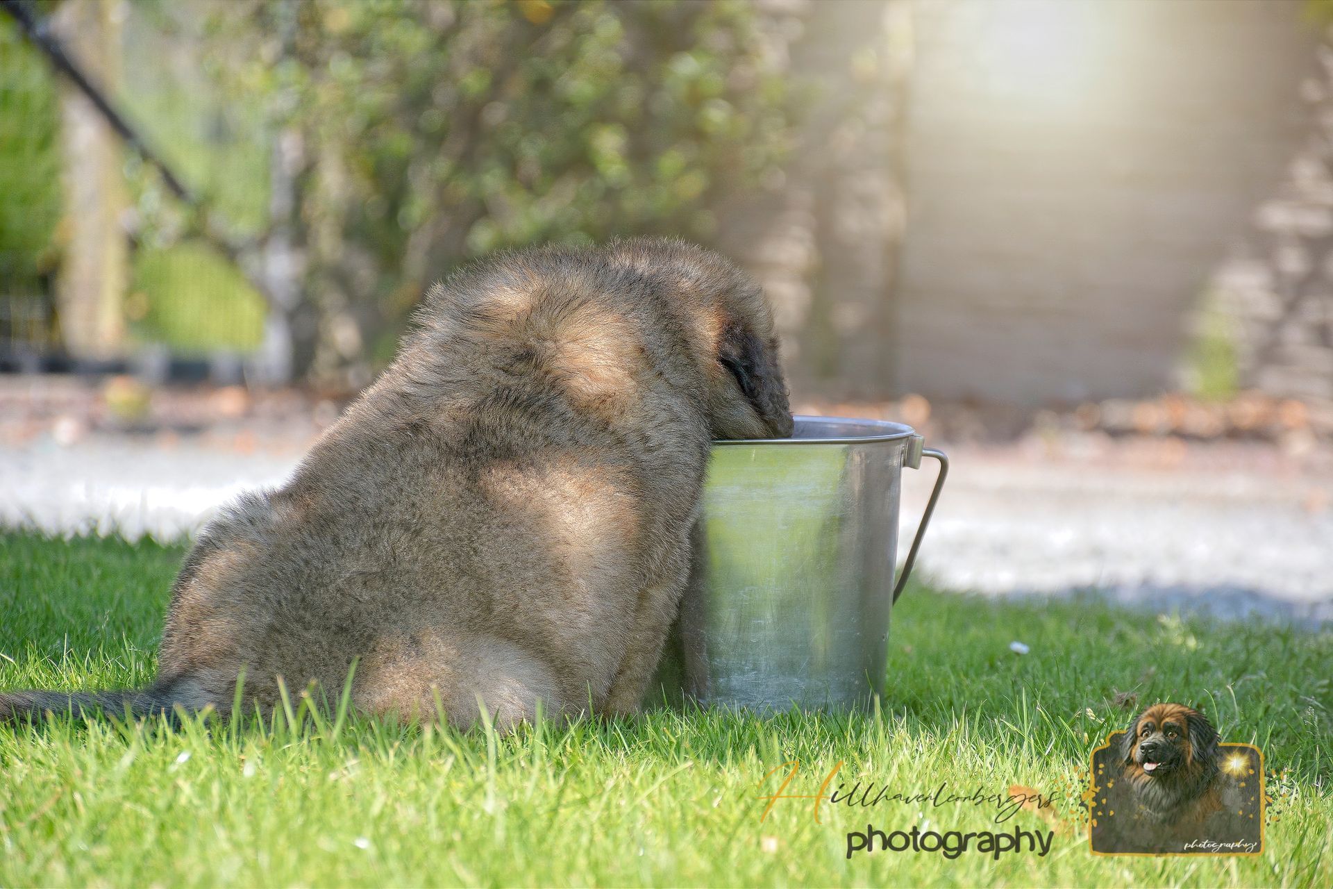 Brown dog drinking from a metal bucket on grass in a sunny park
