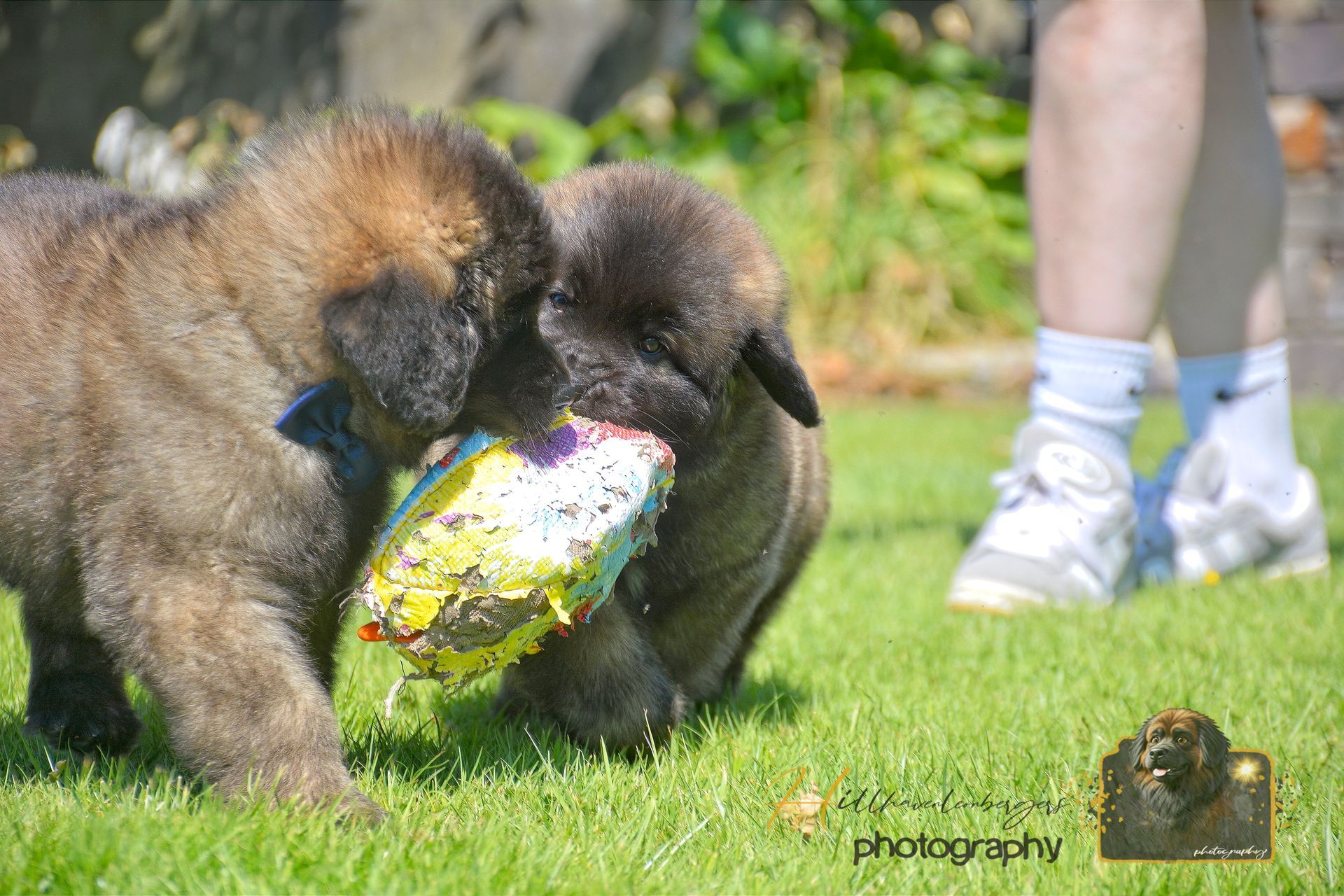 Two fluffy dogs tugging on a colorful toy on grass, with a person’s legs in the background