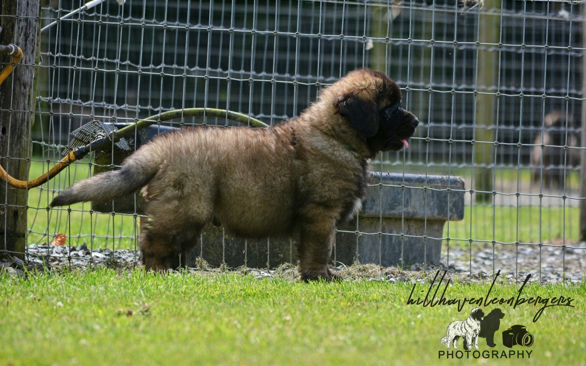 Hillhavenleonbergers leonbergers
