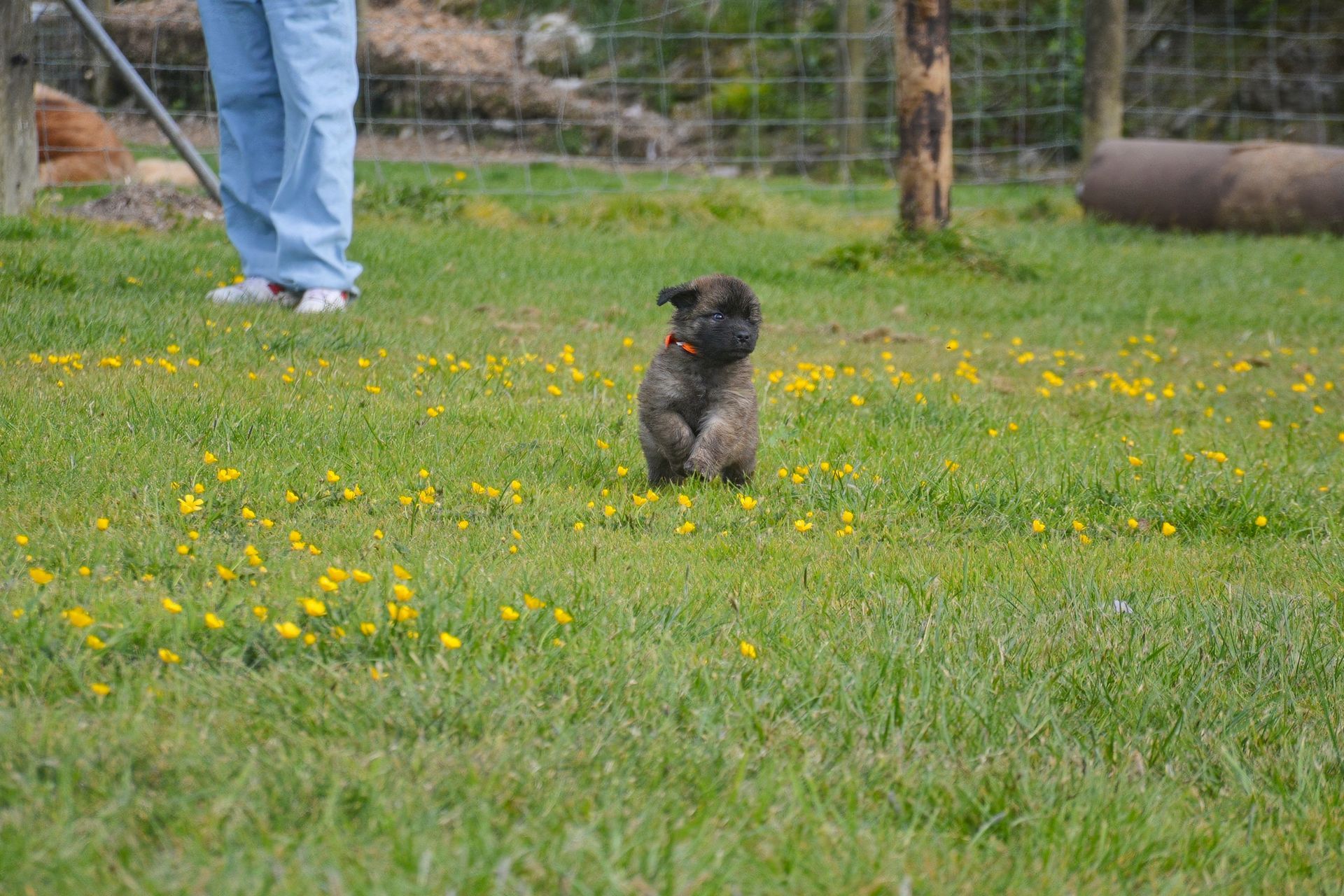 Small black dog sitting in a grassy field with yellow flowers, near a person’s legs and a fence.
