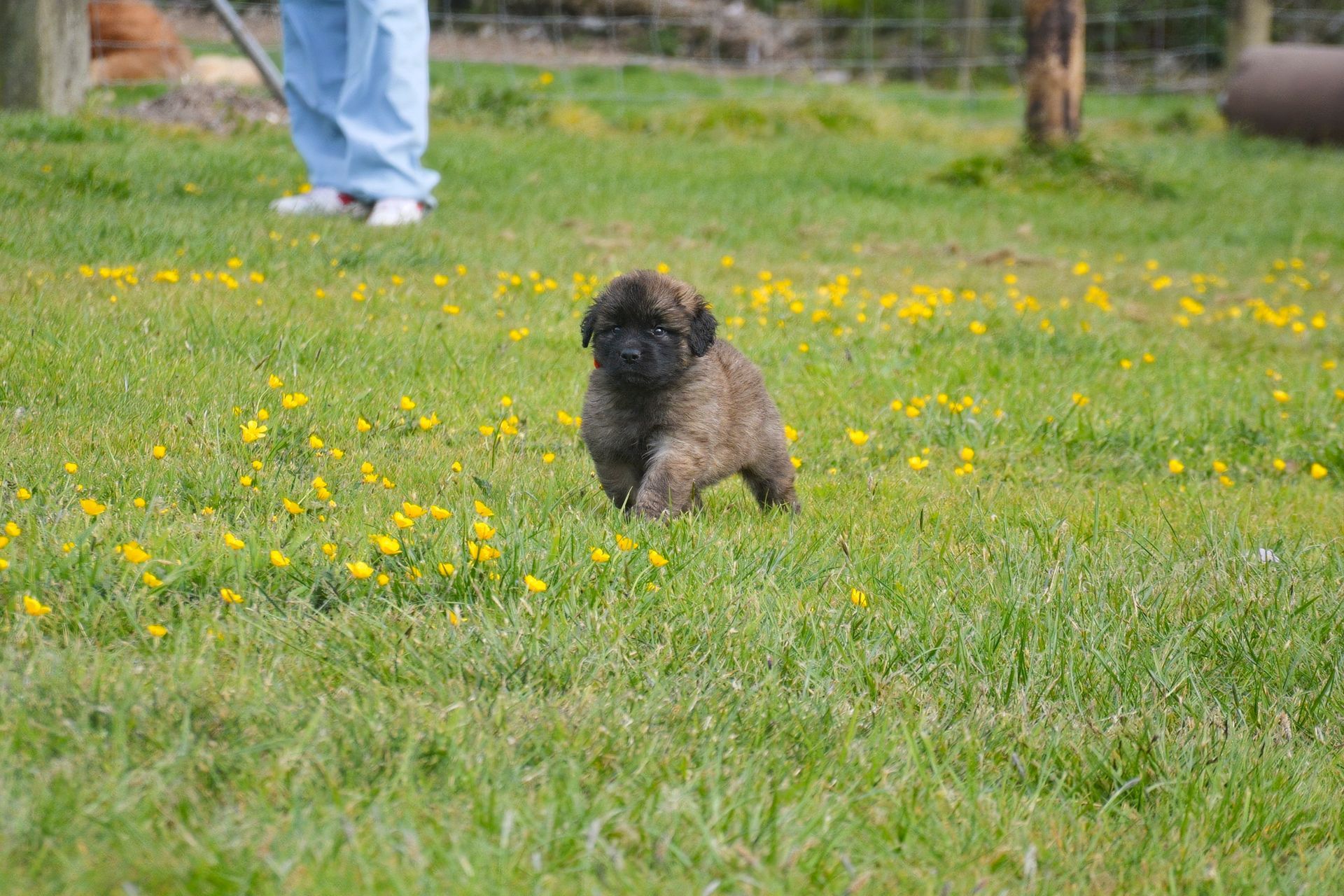 Small dark dog sitting in a grassy field with yellow flowers, with a person’s legs in the background
