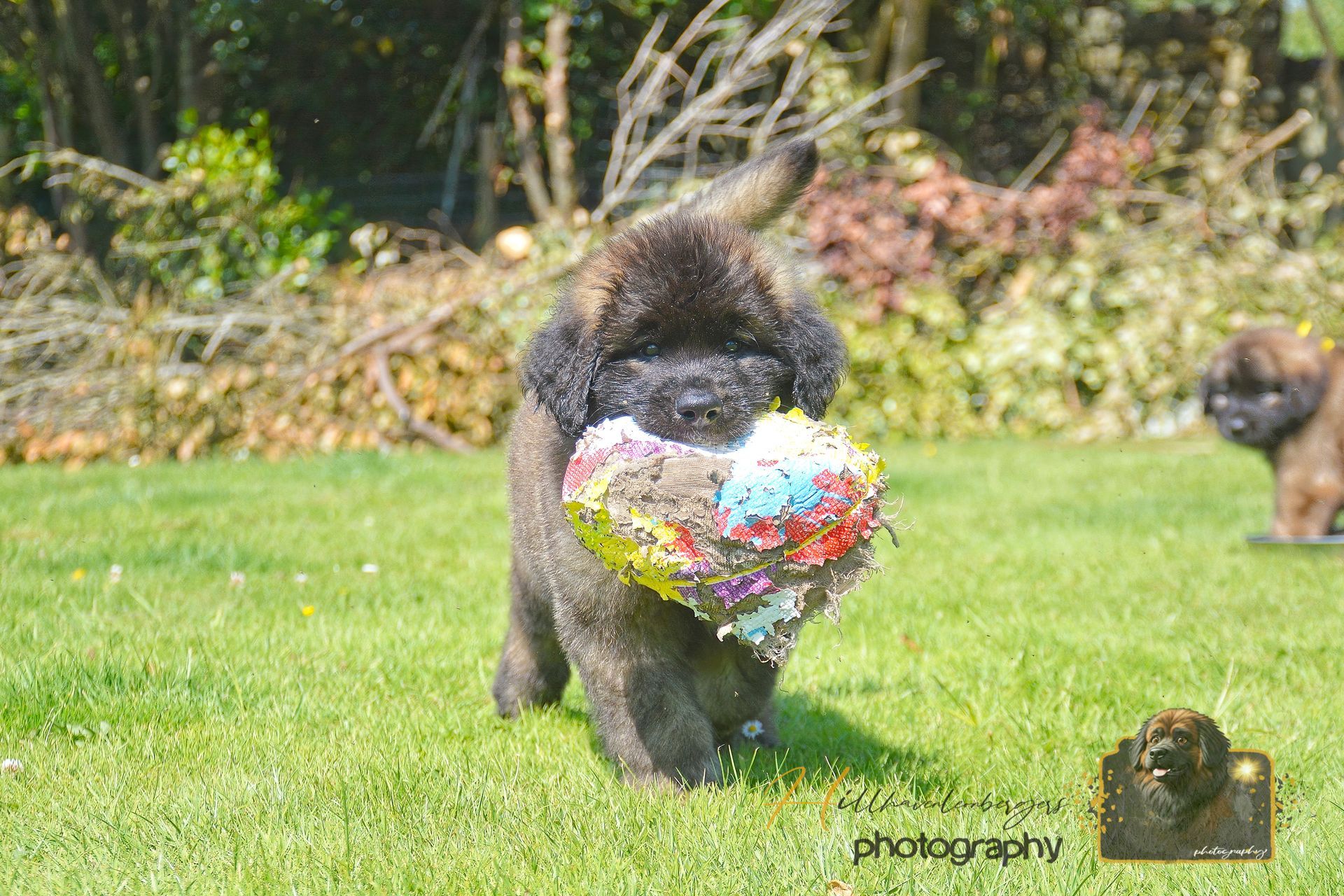 Black dog carrying a colorful flower bouquet across a grassy garden