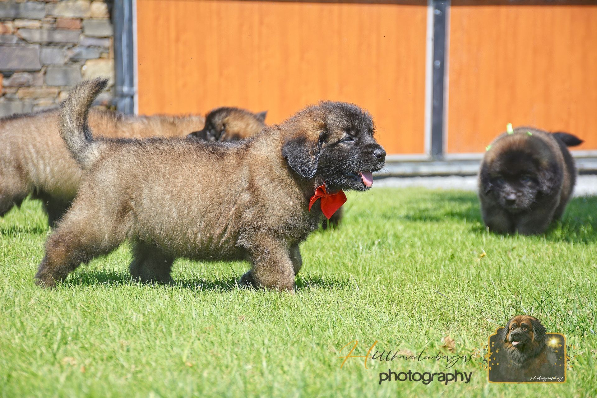 Two fluffy puppies playing on grass near an orange fence, one with a red bandana
