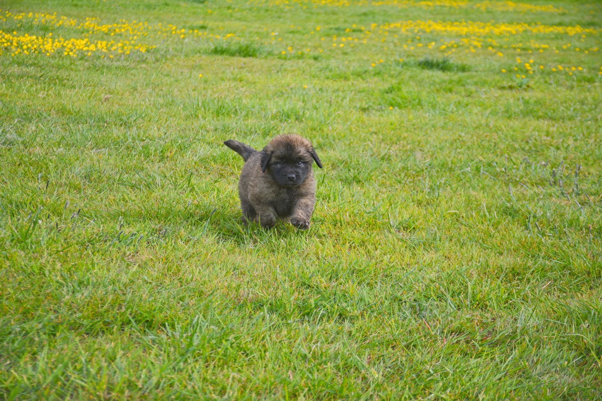 Small gray puppy running on green grass with yellow flowers in the background