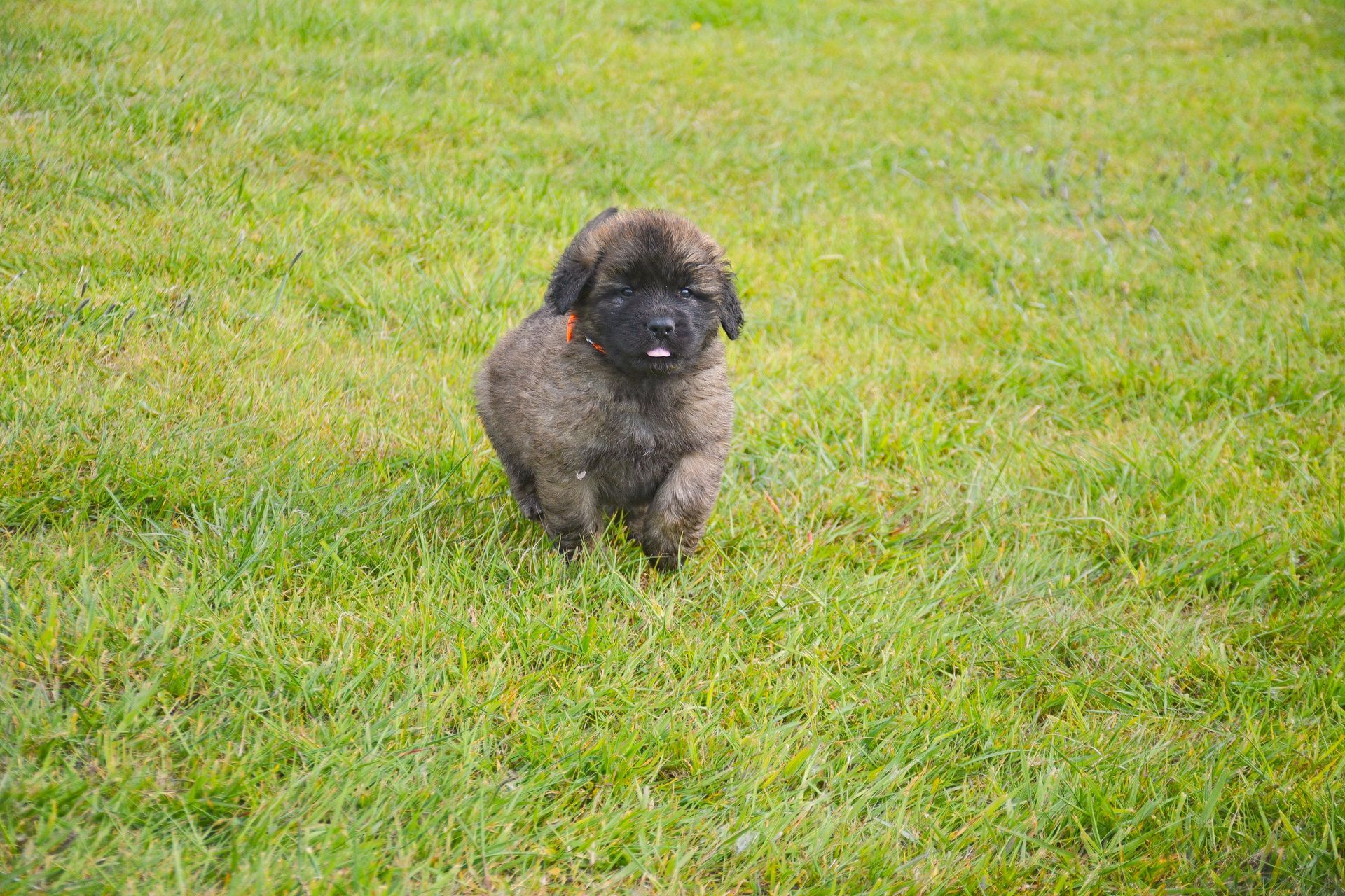 Small fluffy black dog standing on green grass.