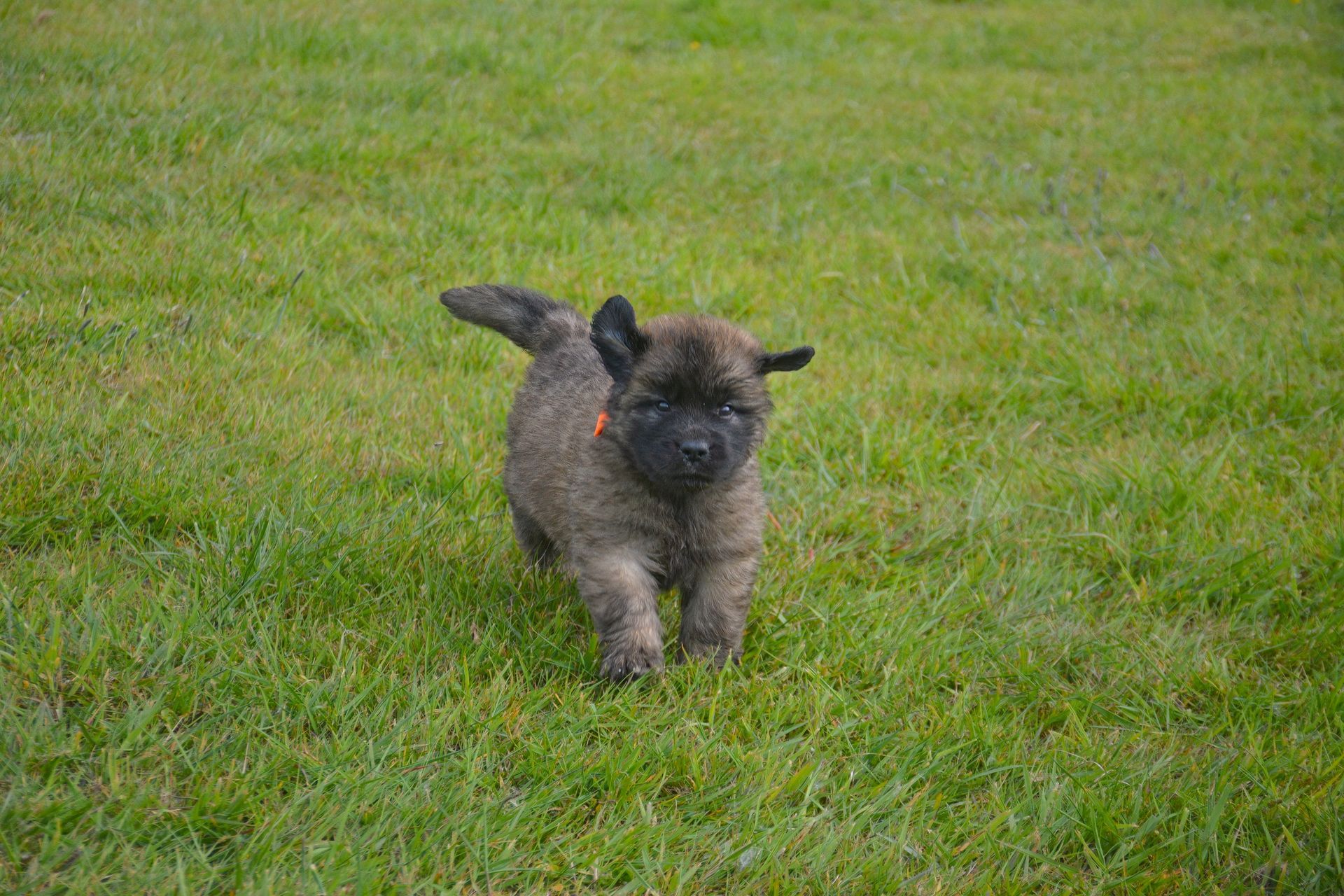 Small fluffy gray puppy running on green grass outdoors