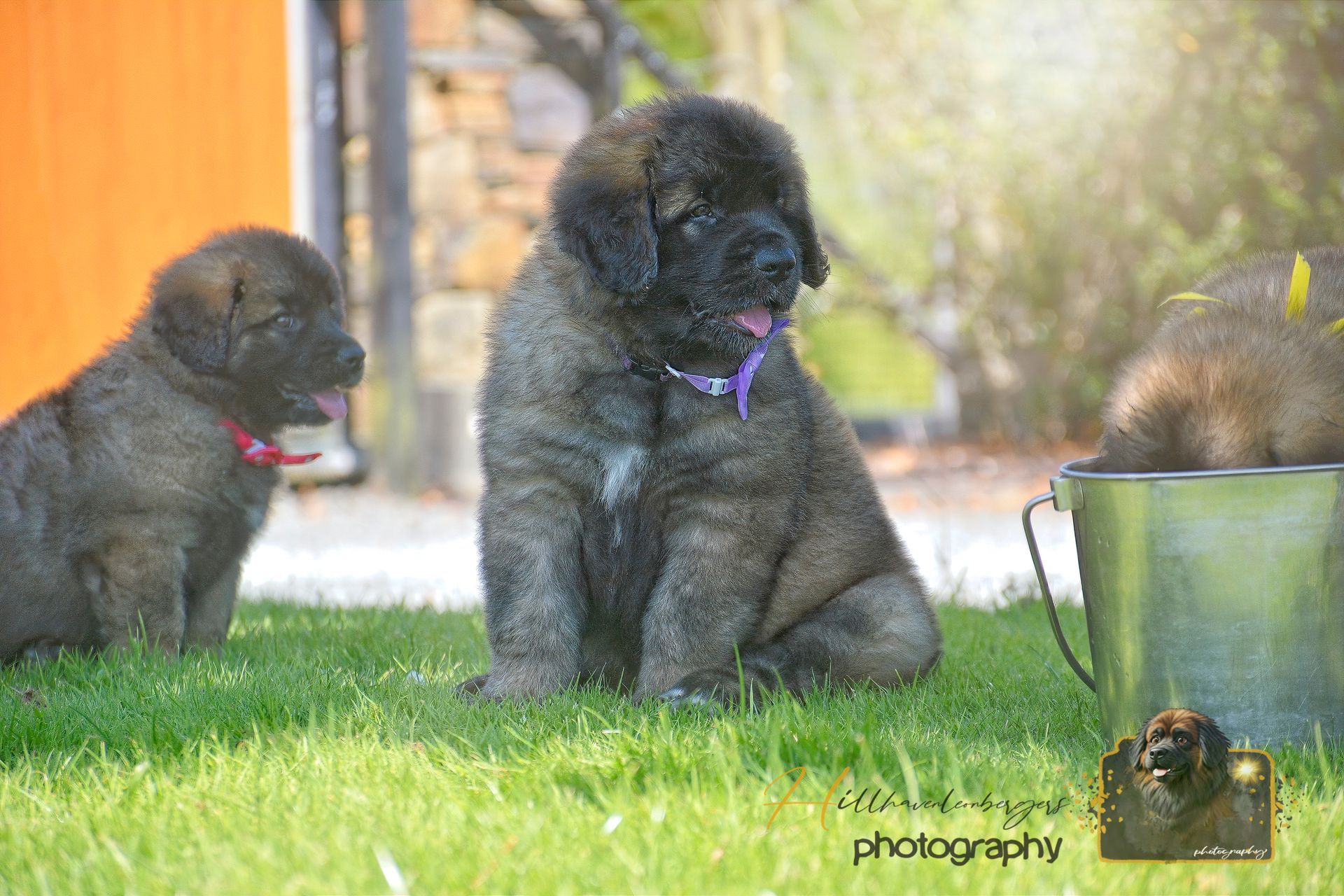Three fluffy black puppies sitting and playing on grass outdoors