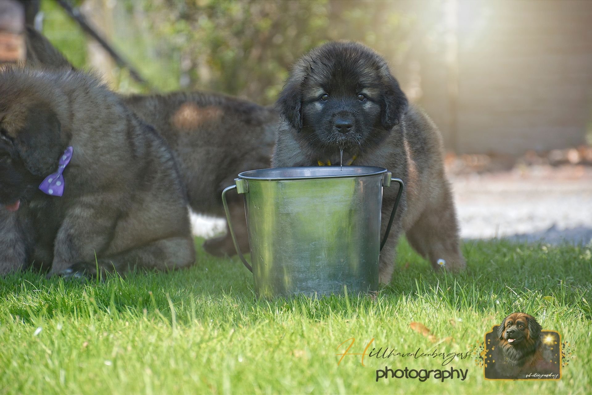 Two black puppies drinking from a metal bucket on grass in sunlight
