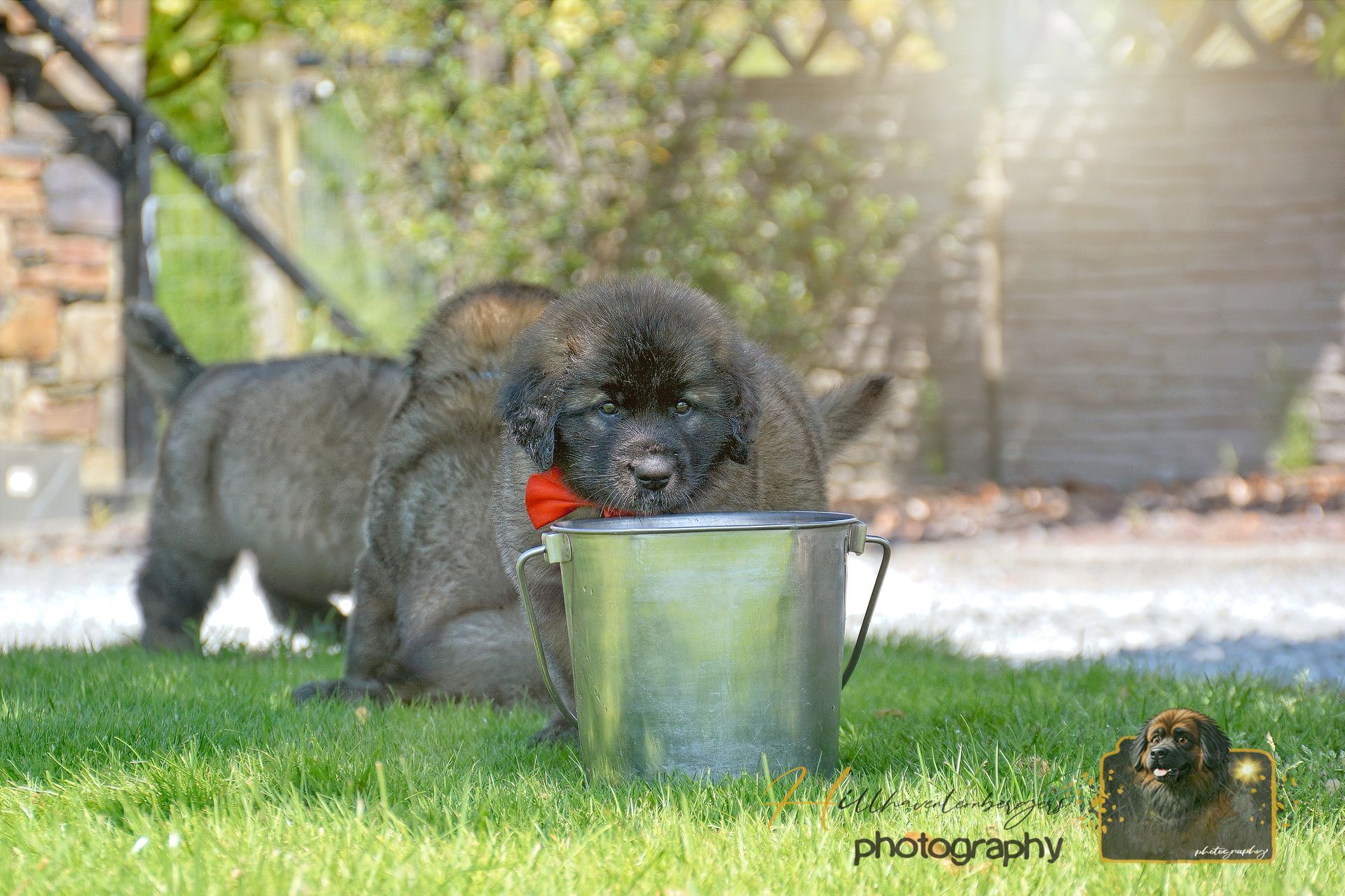 Black dog drinking from a metal bucket on grass in a sunny yard