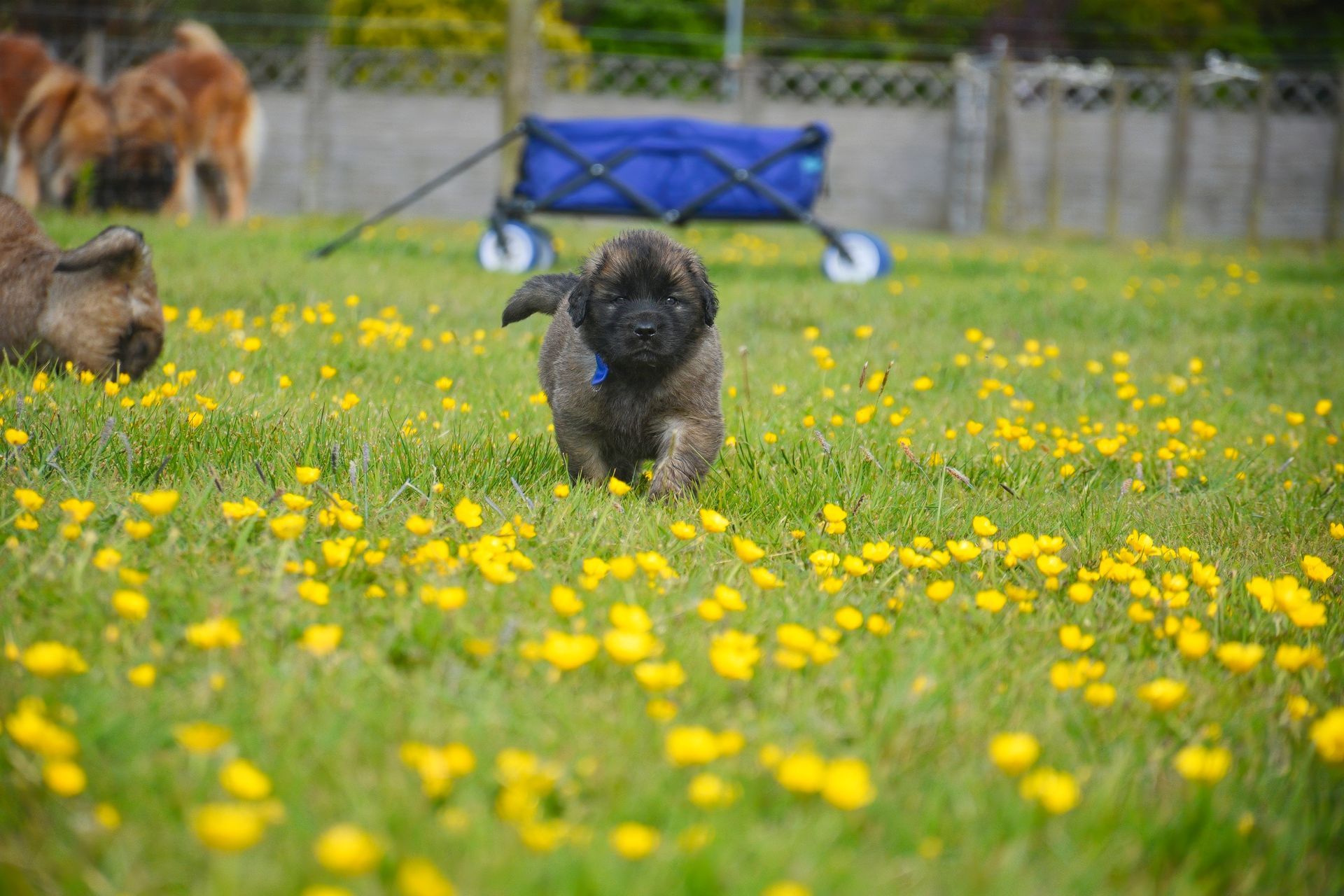 Two dogs running through a yellow flowered field, with a blue wagon in the background