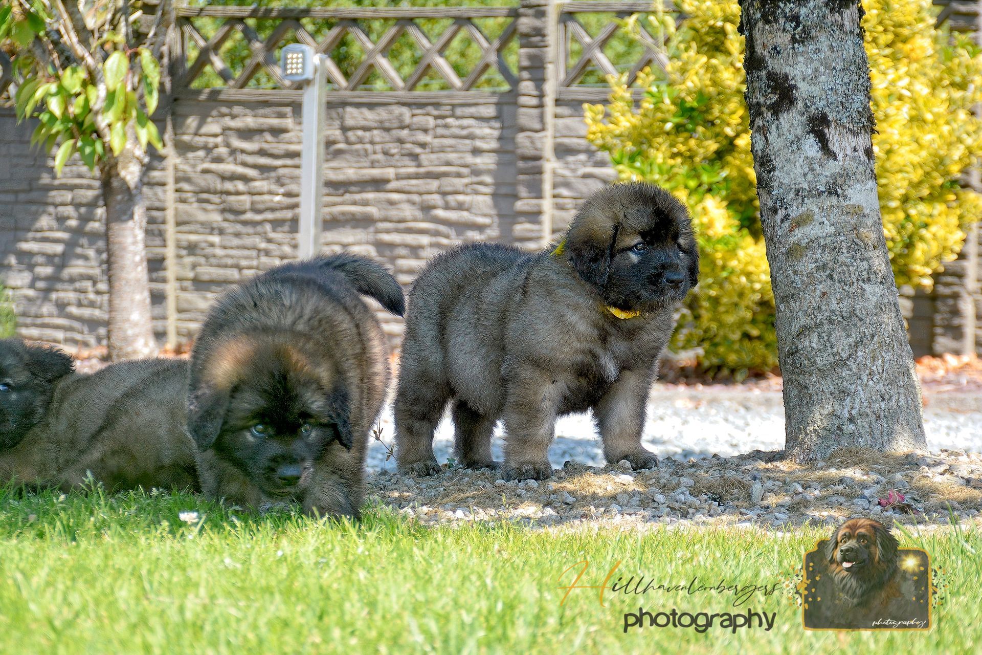 Three small dogs sniffing the grass near a tree in a sunny park.