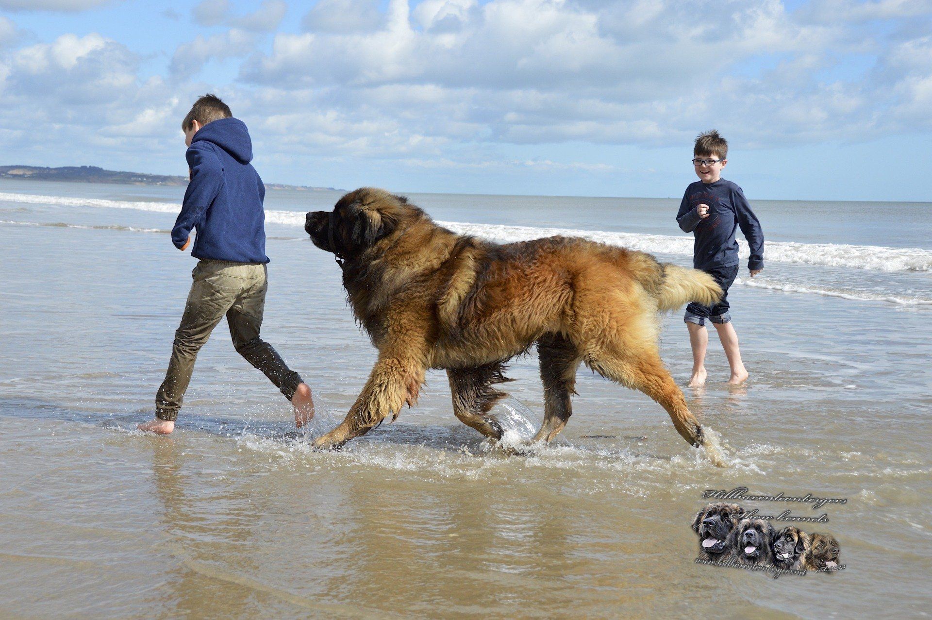 Hillhavenleonbergers leonbergers