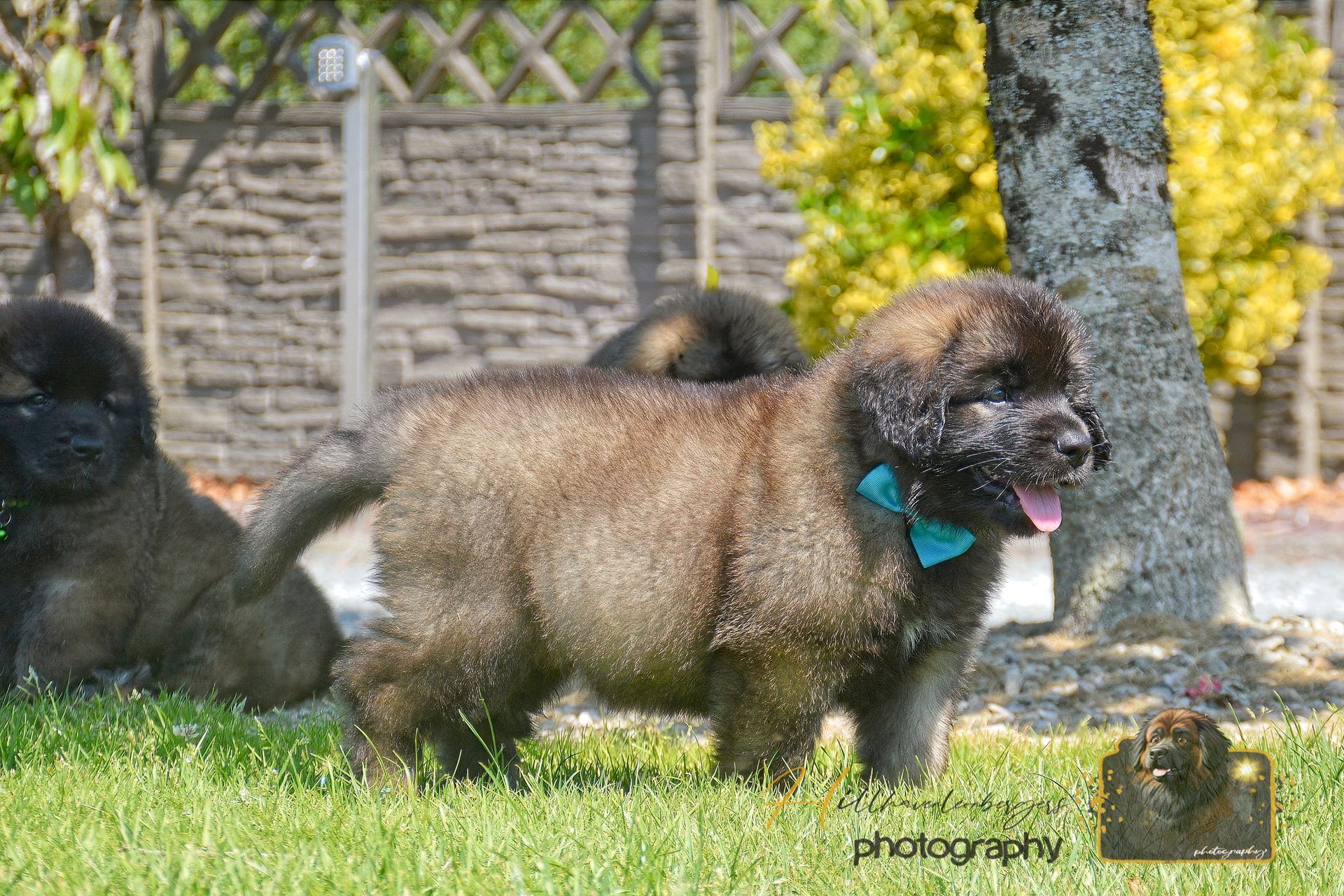 Small brown fluffy dog with a teal bandana standing on grass near a tree and fence