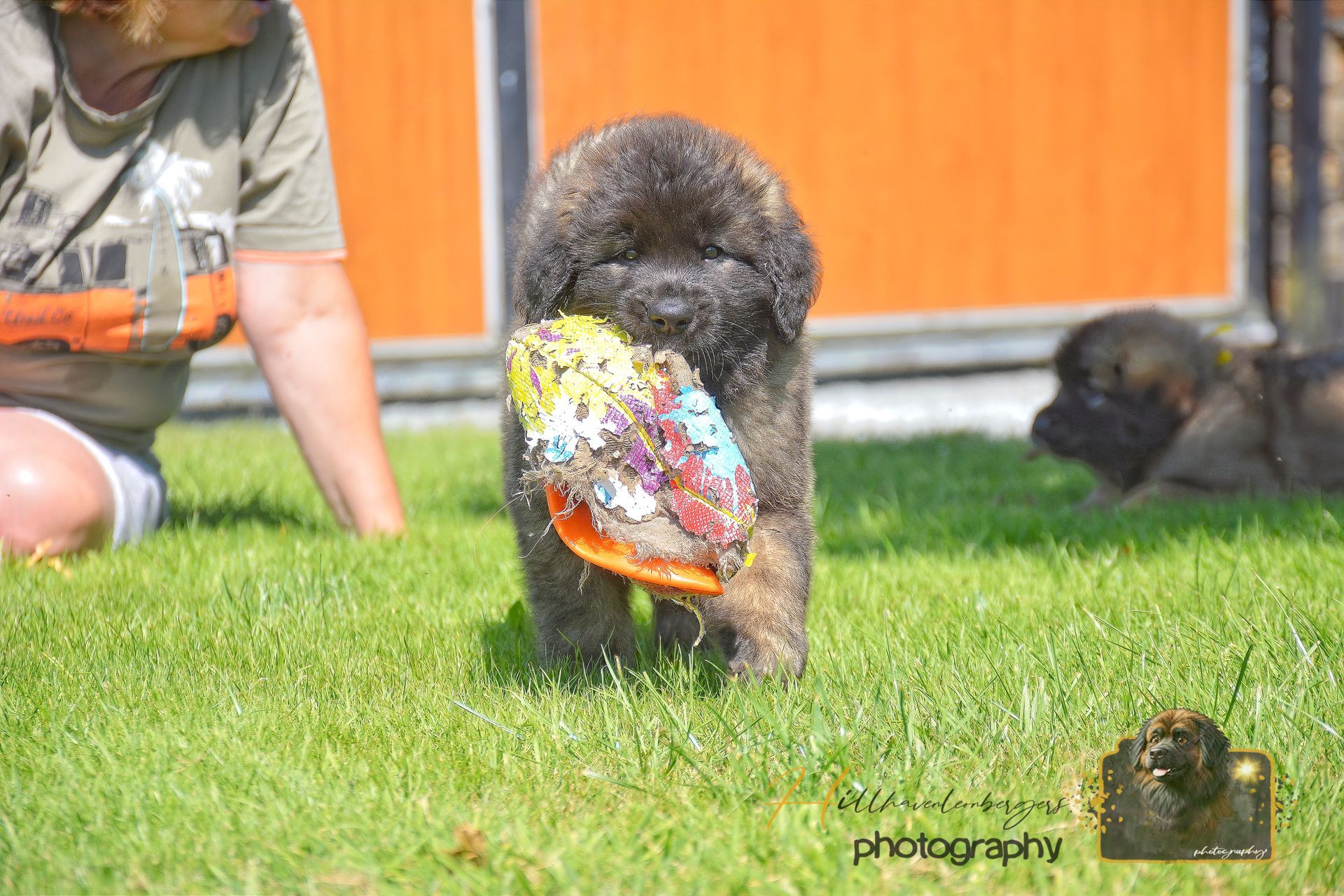 Colorful bird standing on grass, with a person kneeling nearby and another dog resting in the background.