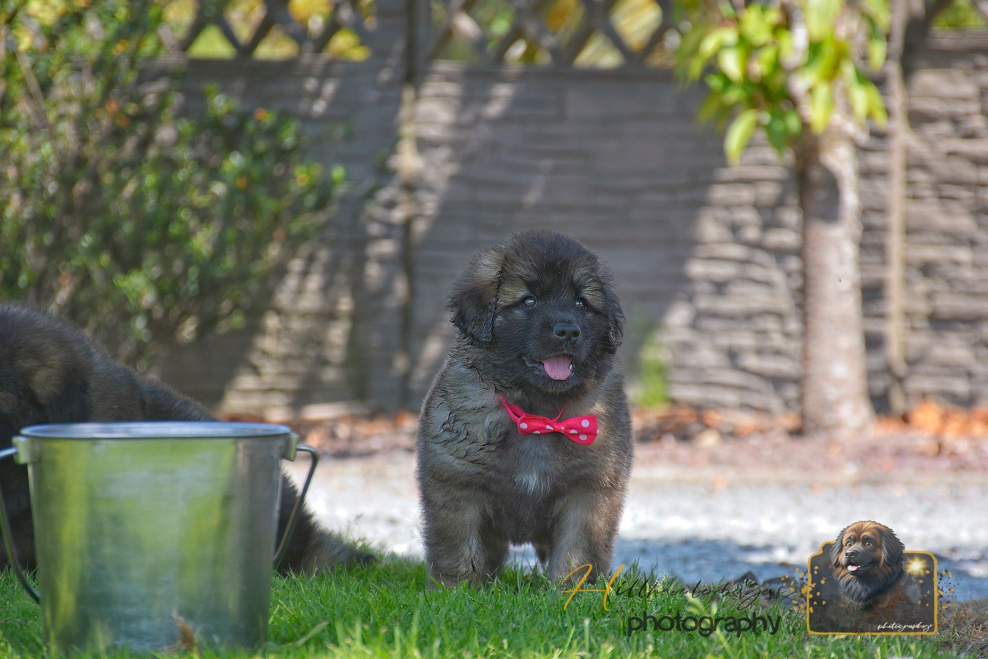 Black dog with red bandana sitting on grass beside a bucket in a sunny backyard.