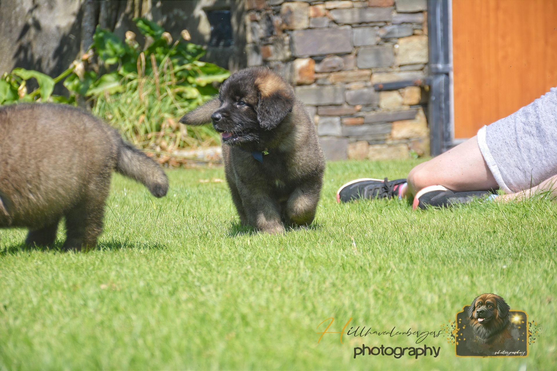 Two dark kittens on grass near a person’s hand, with a stone wall and orange door behind them.