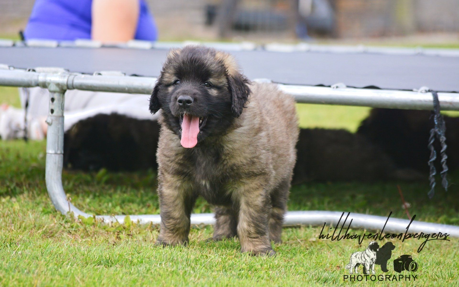 Hillhavenleonbergers leonbergers