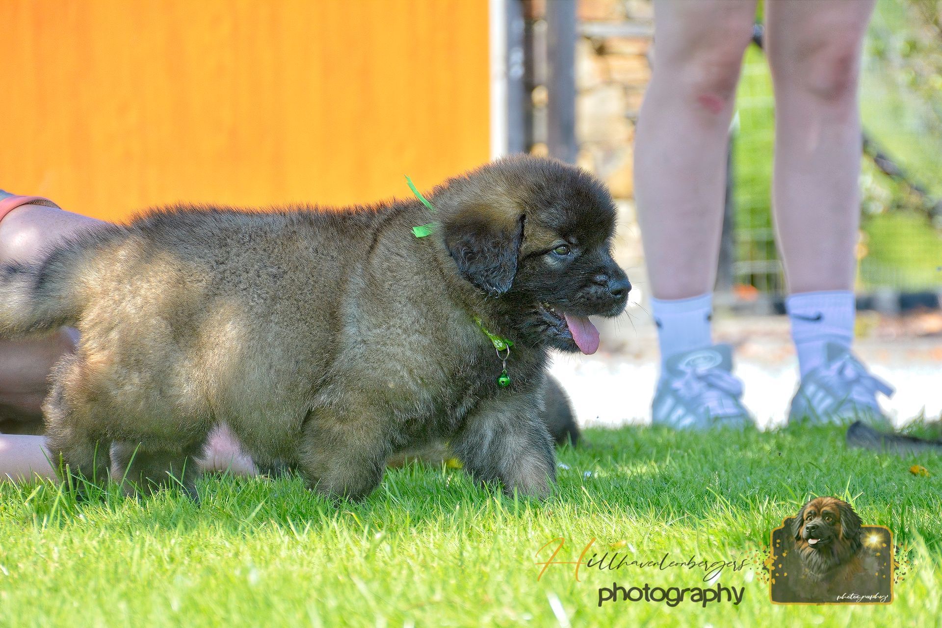 Small fluffy puppy walking on grass beside a person’s legs in a yard