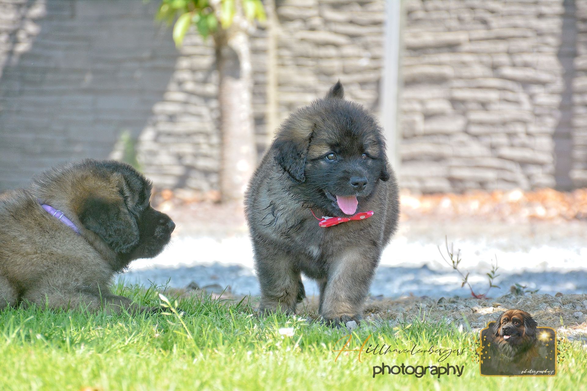 Two small dark dogs on grass, one facing forward with tongue out, in a sunny yard.