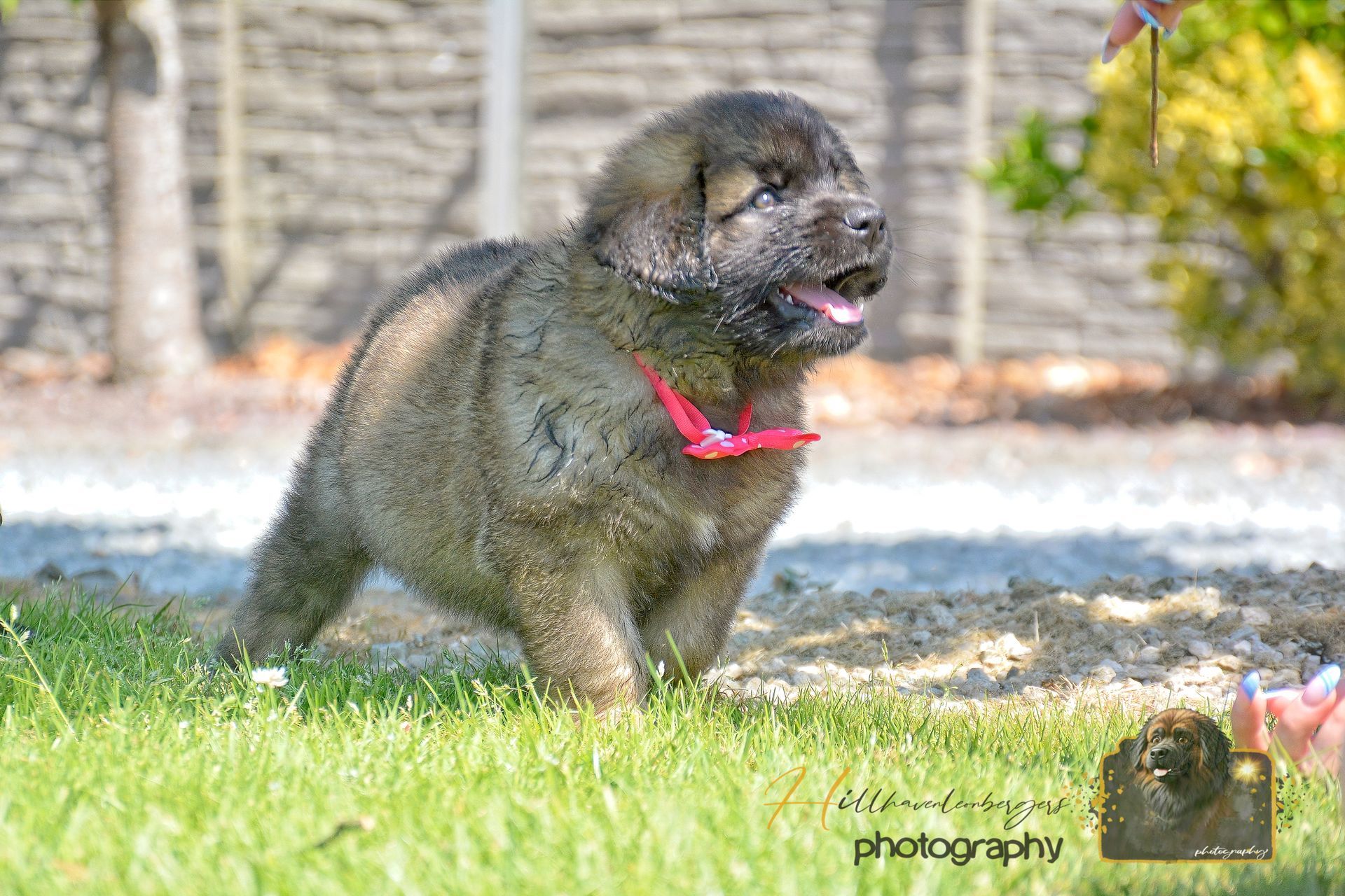 Small brown dog wearing a red harness standing on grass outdoors, tongue out.