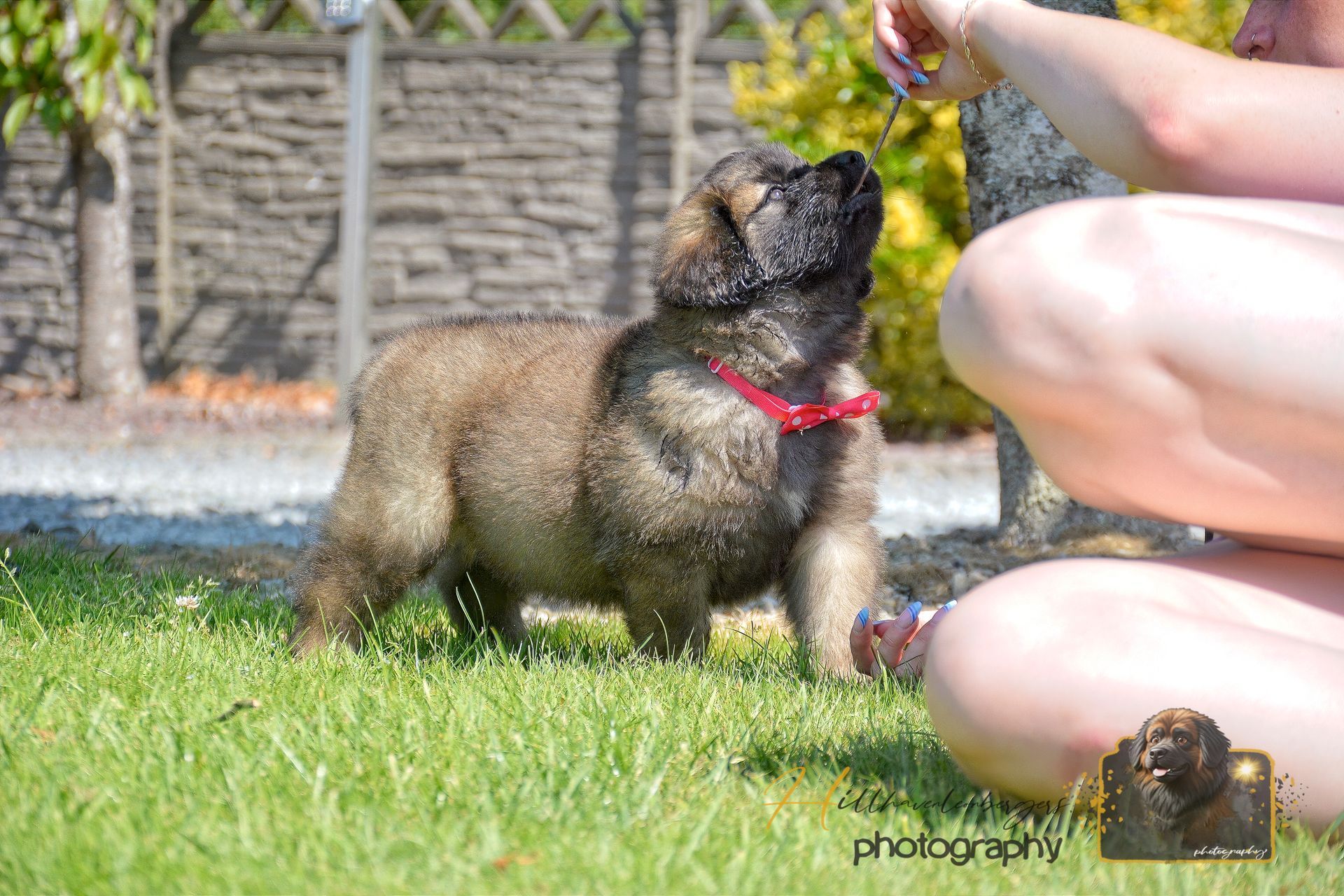 Small brown dog in a red harness reaching up toward a treat in a person’s hand on a grassy lawn.