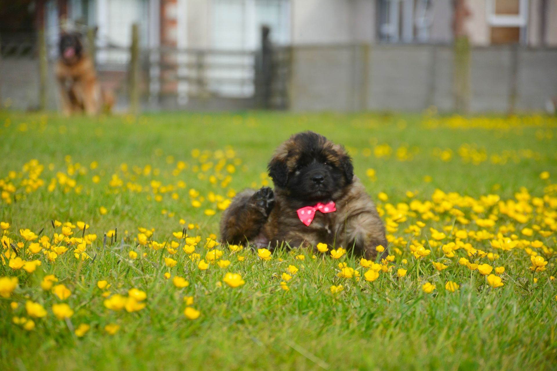 Small black dog with a pink bow sitting in a grassy field of yellow flowers