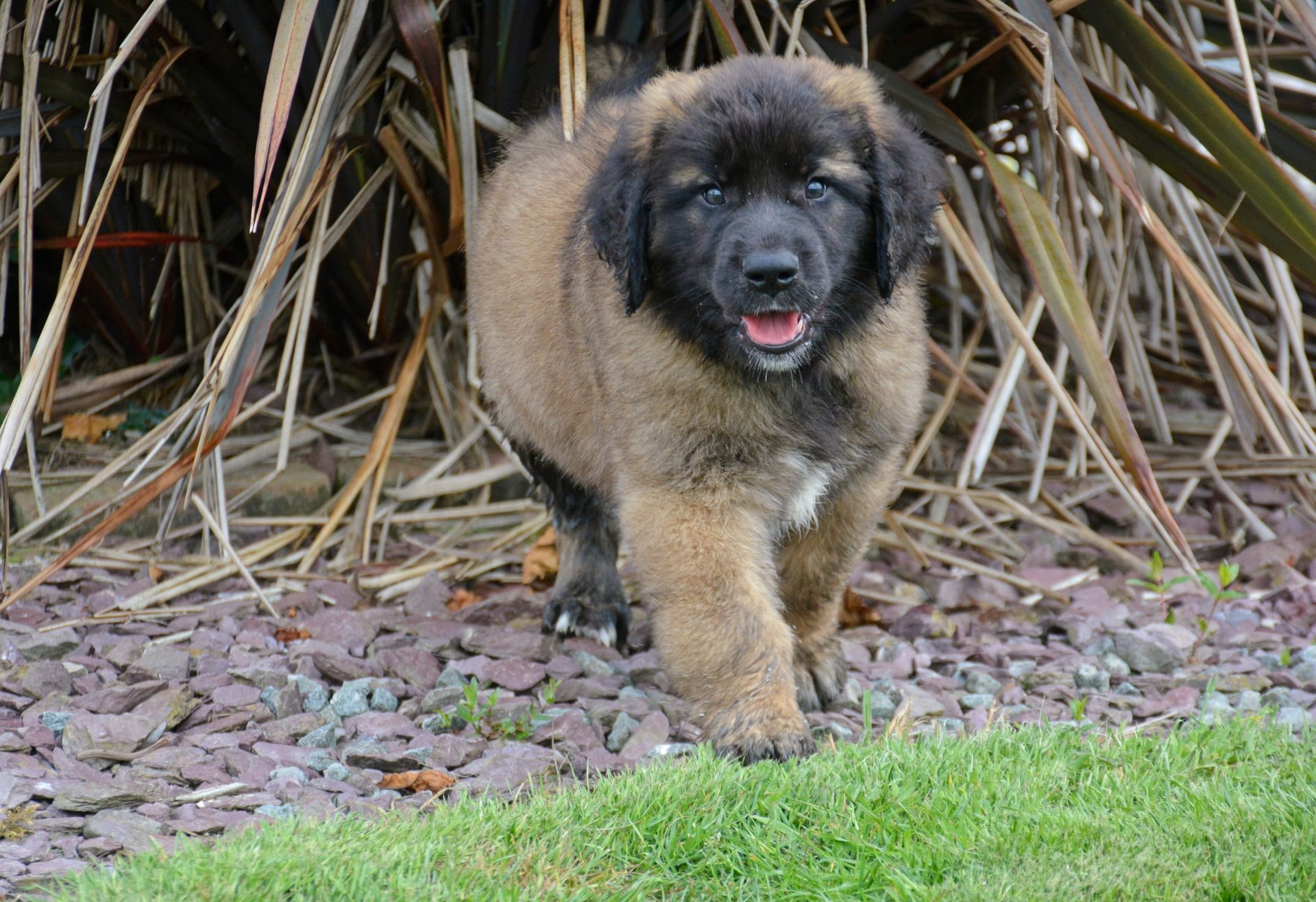 Hillhavenleonbergers leonbergers