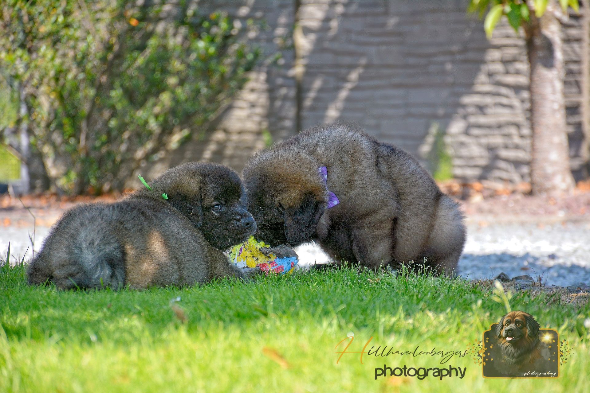 Two fluffy dogs sniffing grass near a colorful toy in a sunlit yard