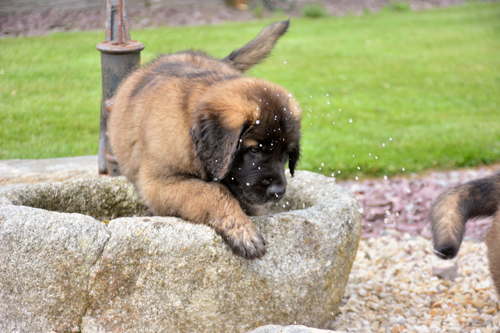 Hillhavenleonbergers leonbergers