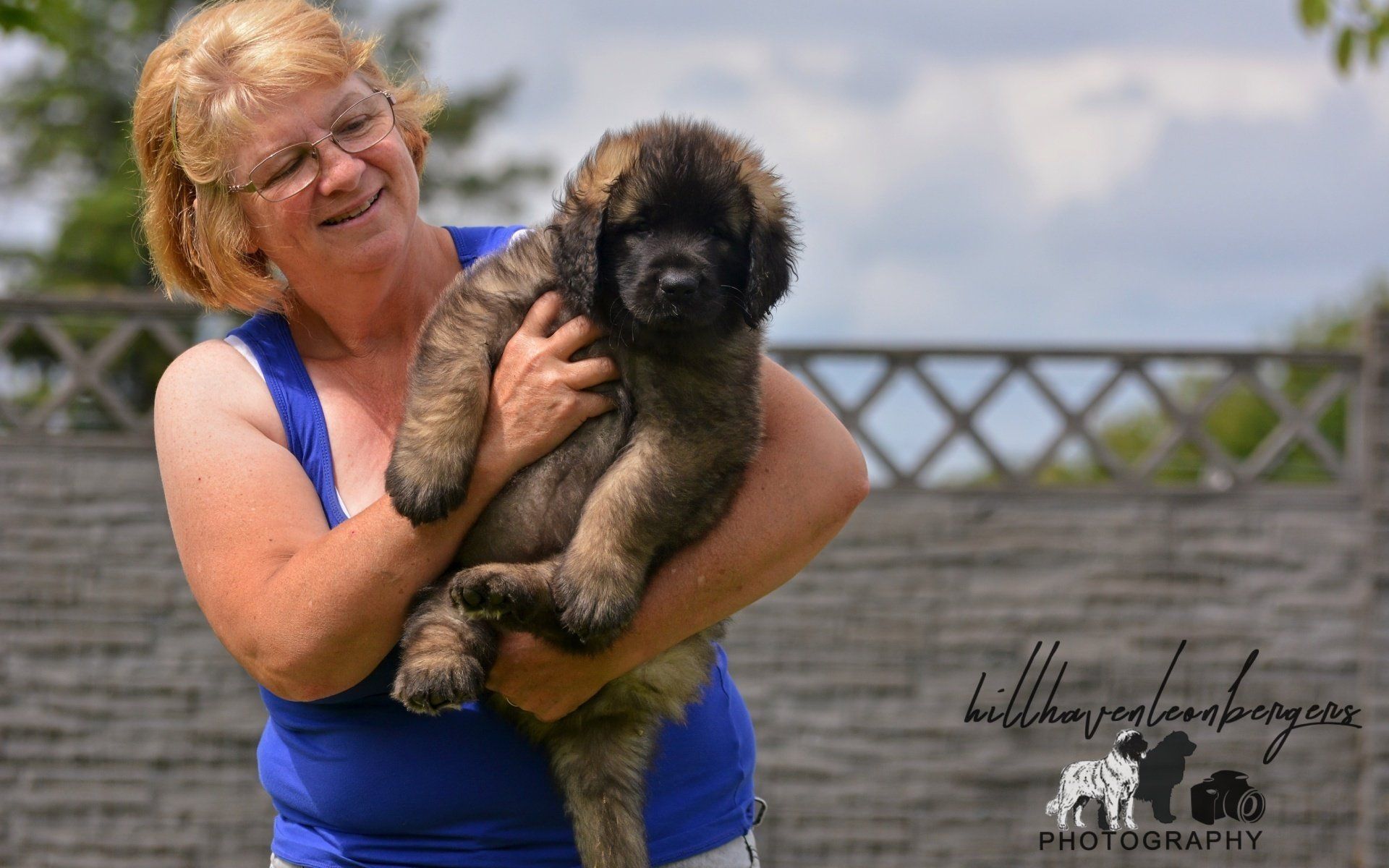 Hillhavenleonbergers leonbergers