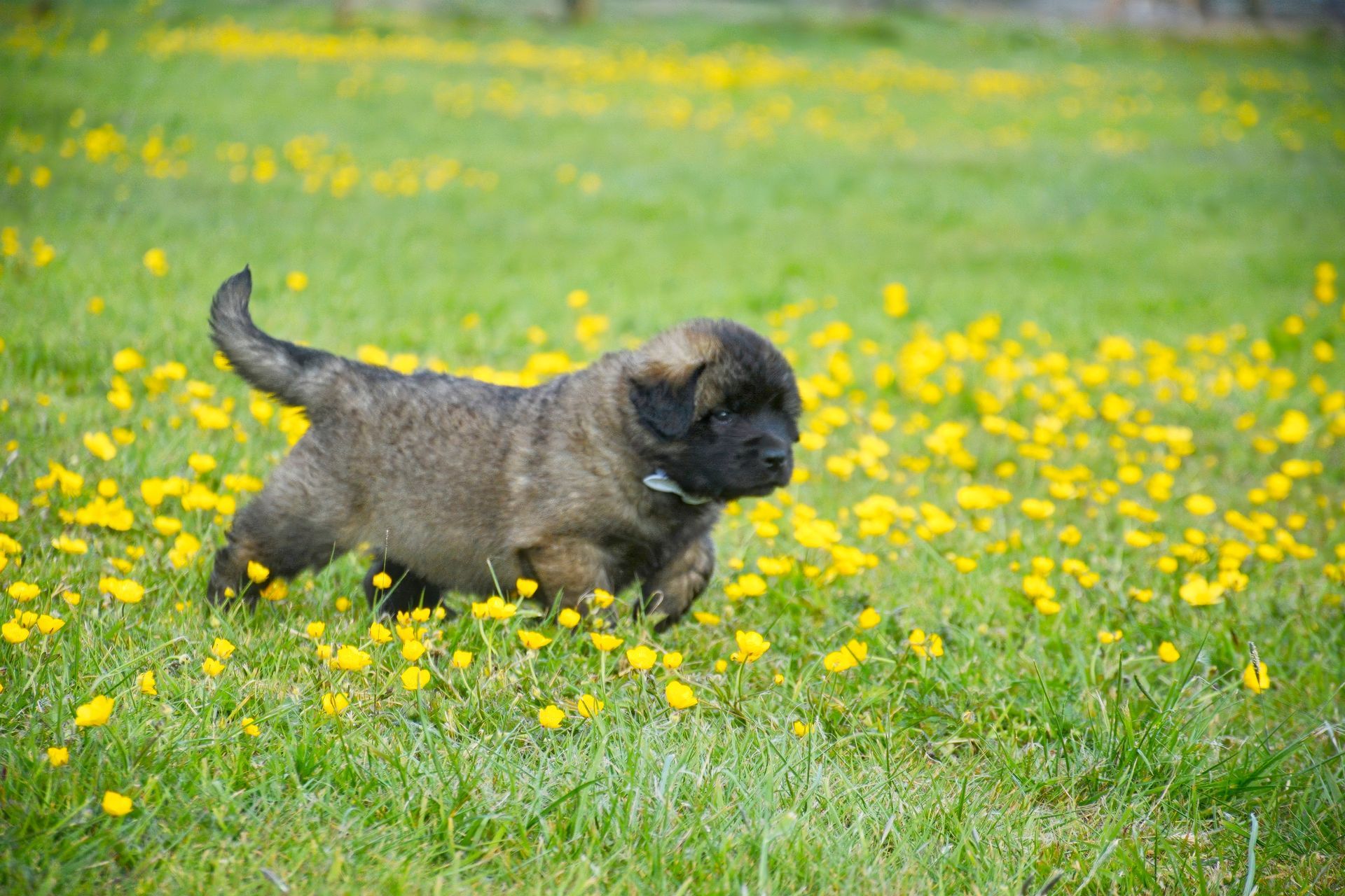 Small brown puppy walking in a grassy field of yellow flowers