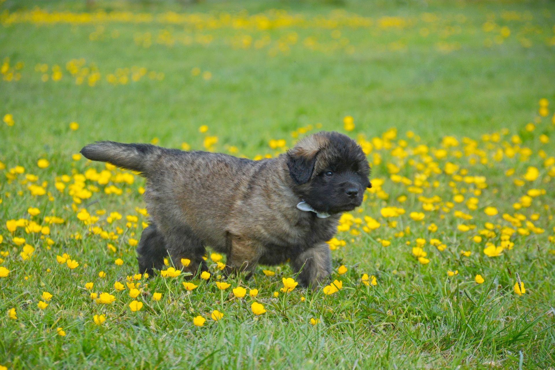 Small black puppy standing in grass with yellow flowers, looking to the right