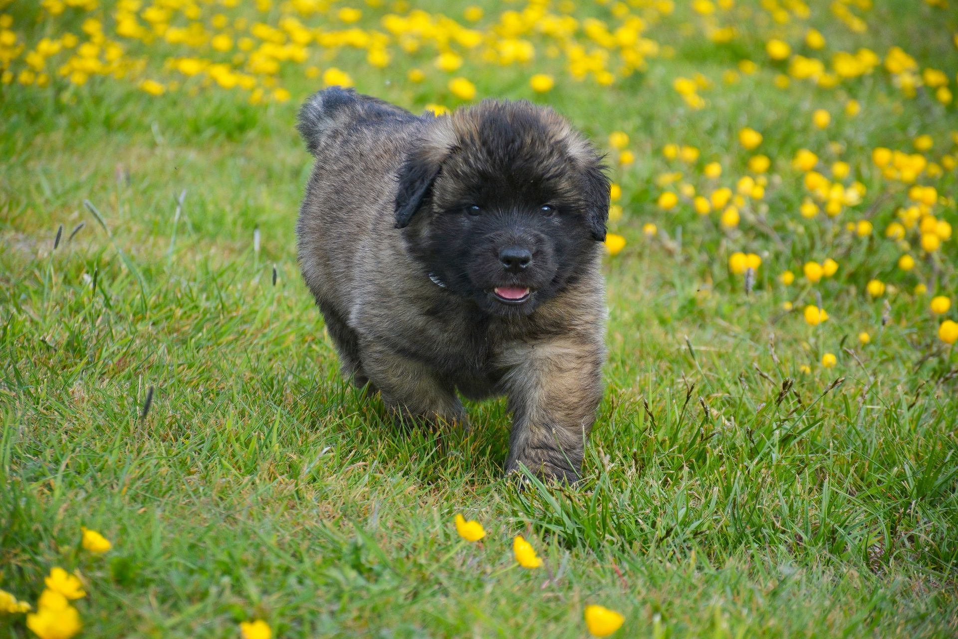 Fluffy black puppy running through green grass with yellow flowers