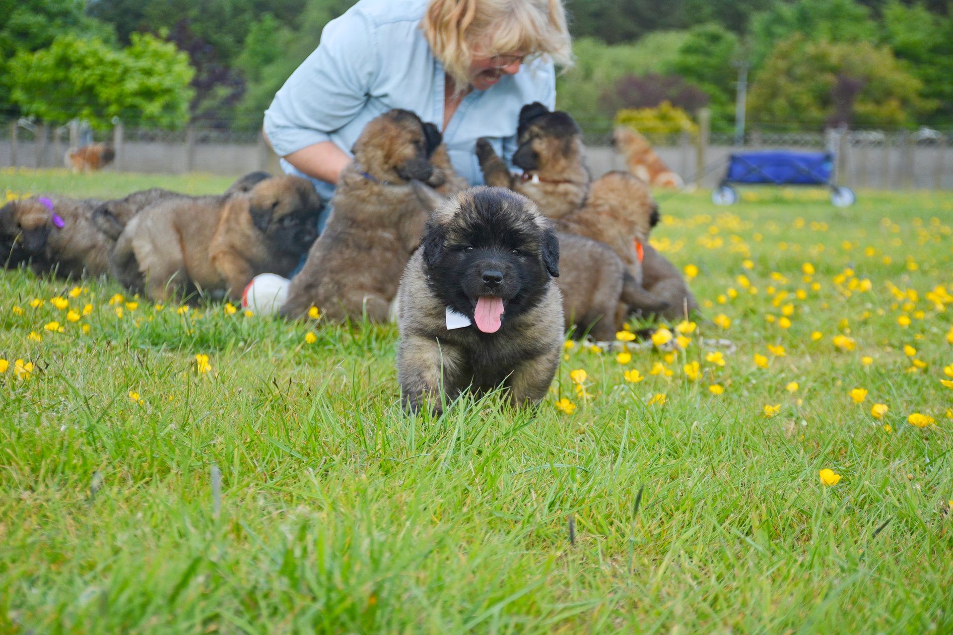 Dogs running in a grassy field with yellow flowers beside a person kneeling behind them