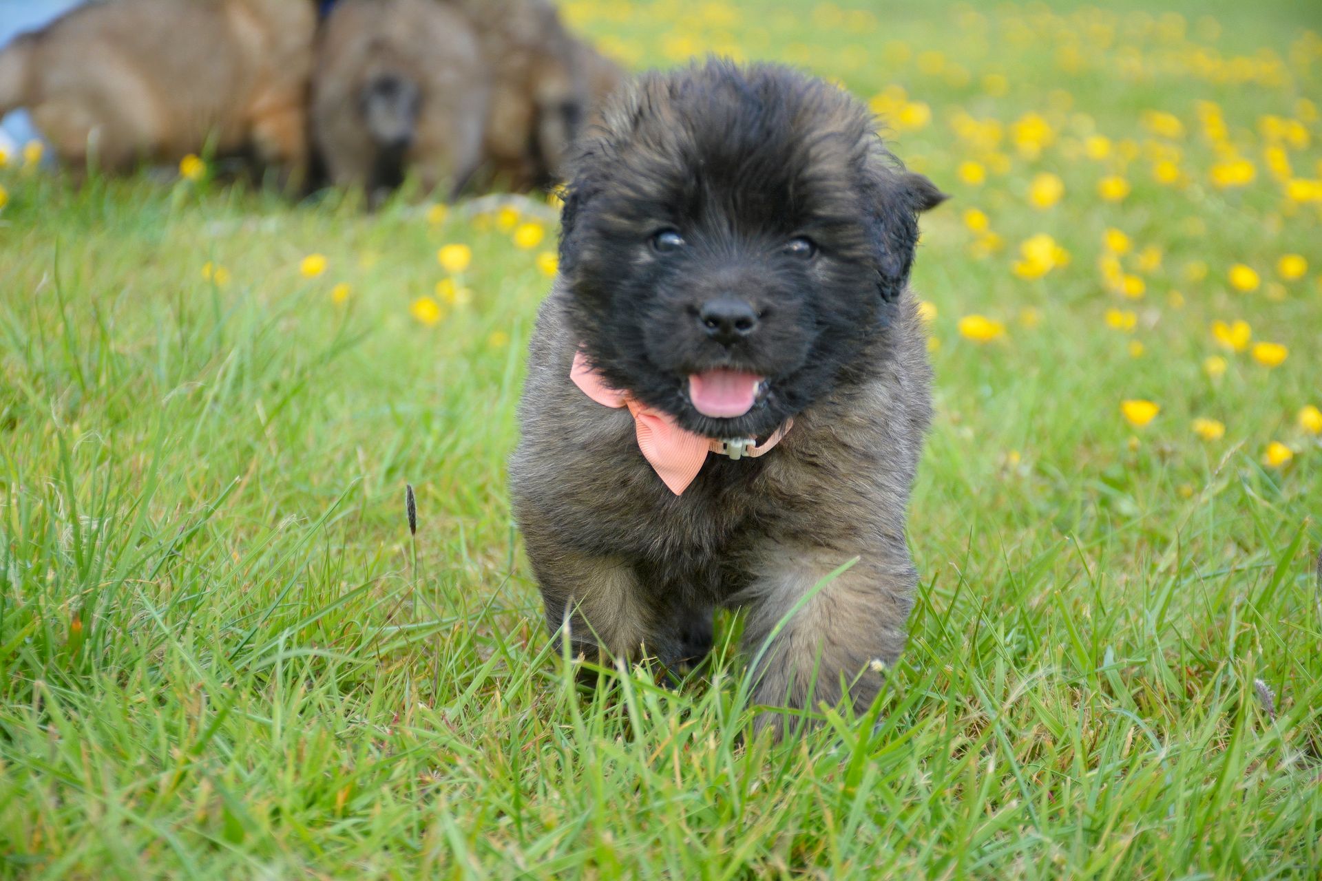 Fluffy black puppy running through green grass with yellow flowers, tongue out and pink bandana on.