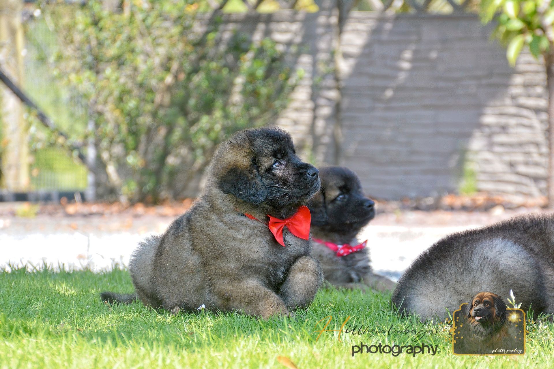Two fluffy black puppies with red collars lying on grass outdoors