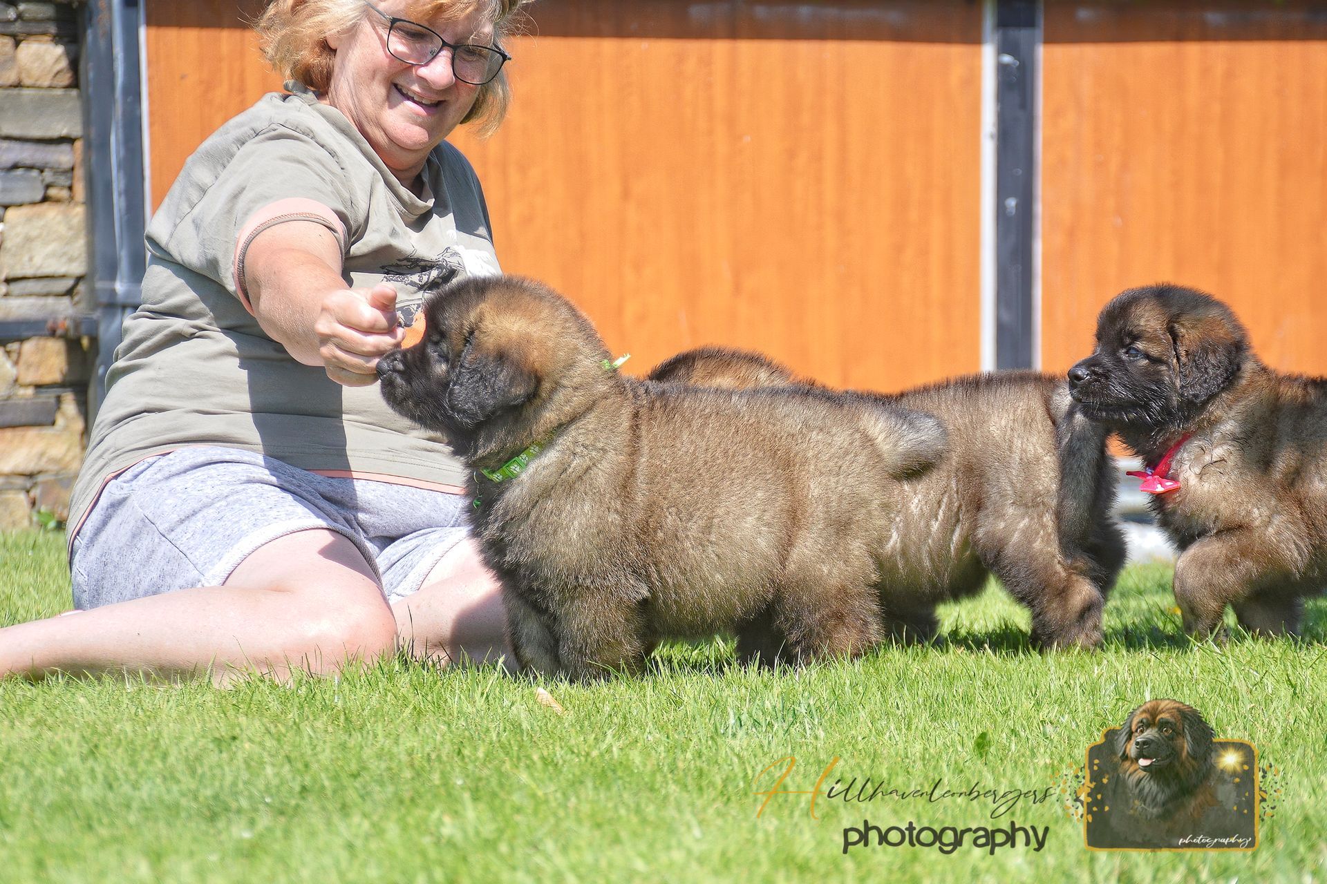 Person kneels on grass feeding two fluffy puppies in a sunny yard with an orange fence
