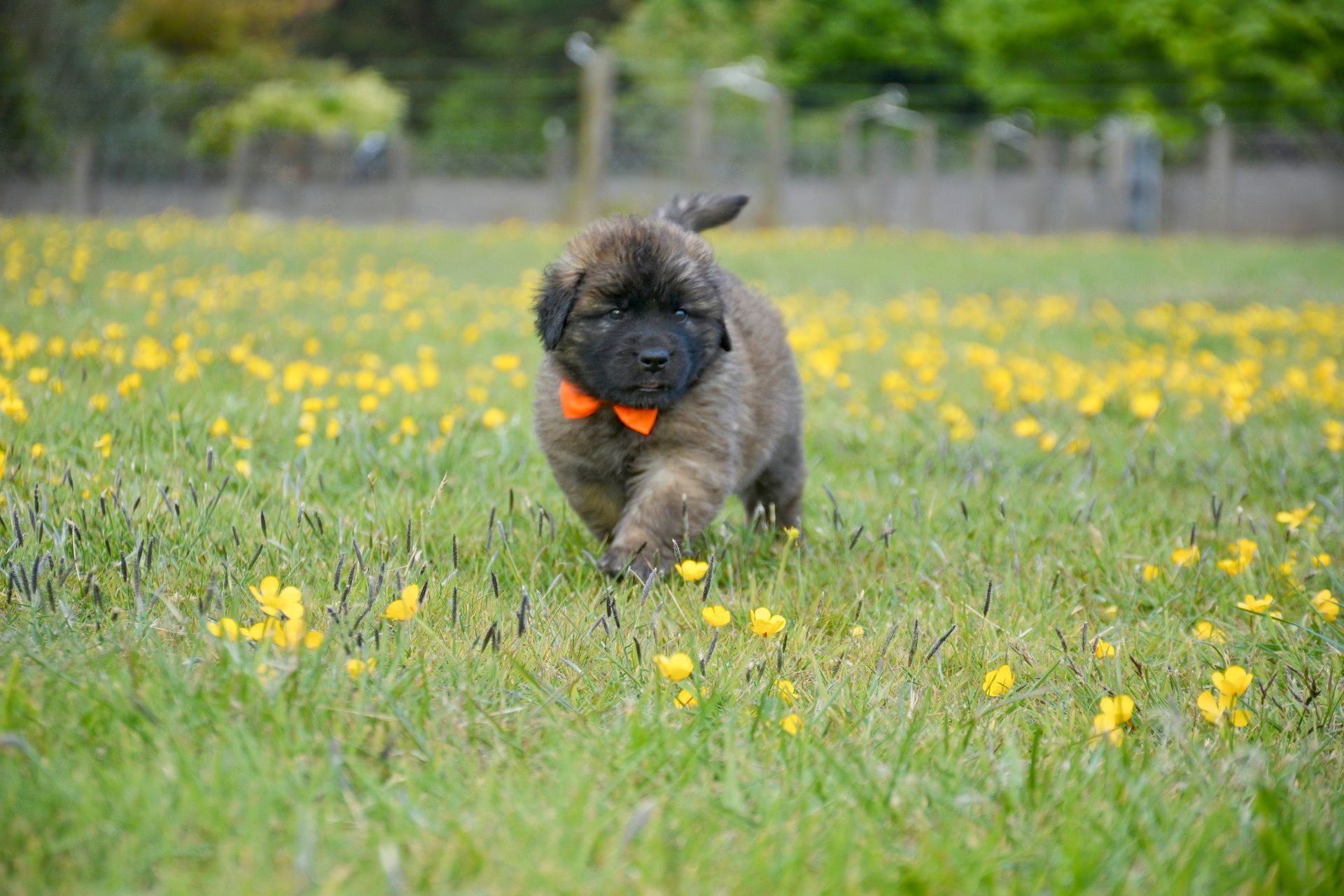 Small black dog with an orange toy running through a grassy field with yellow flowers.