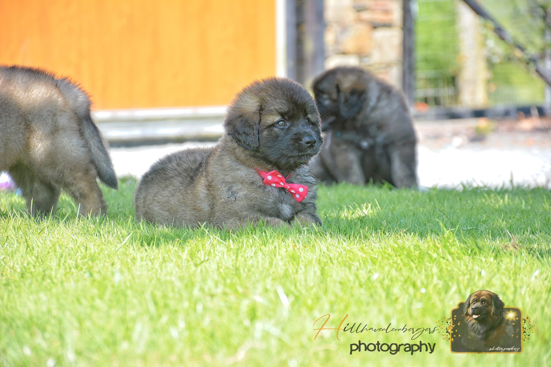 Three dark dogs on grass, one wearing a red collar, near a building