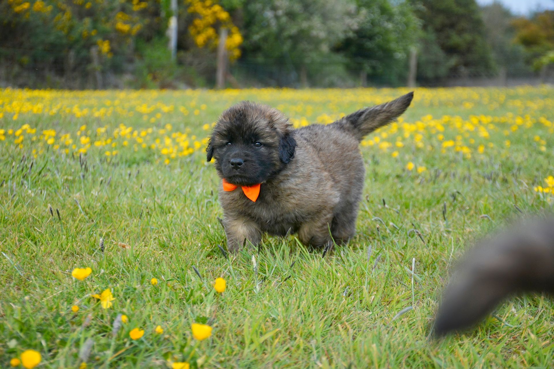 Small curly-haired dog running through a grassy field with yellow flowers, carrying an orange toy.