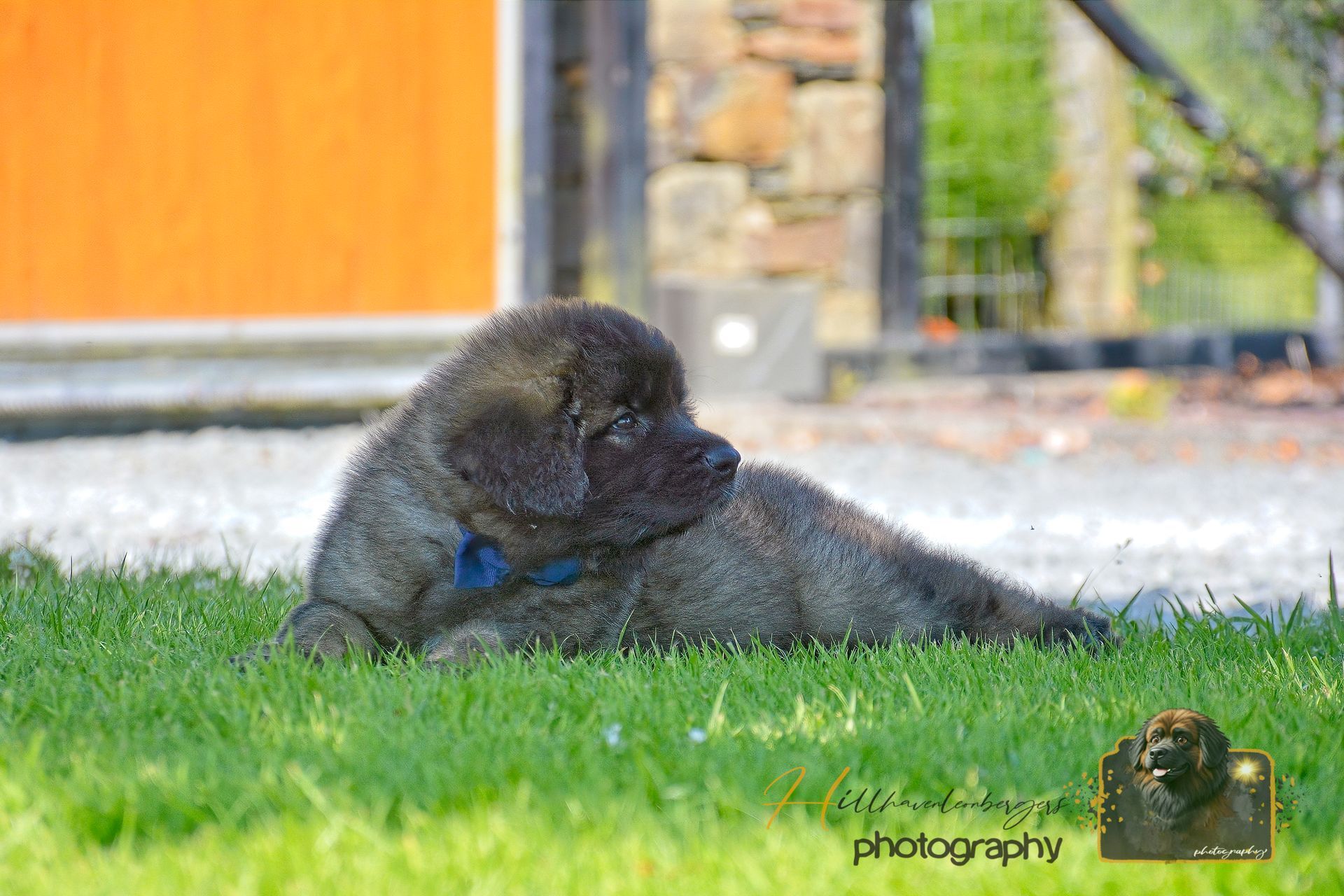 Small black puppy lying in grass near a wooden wall and stone path