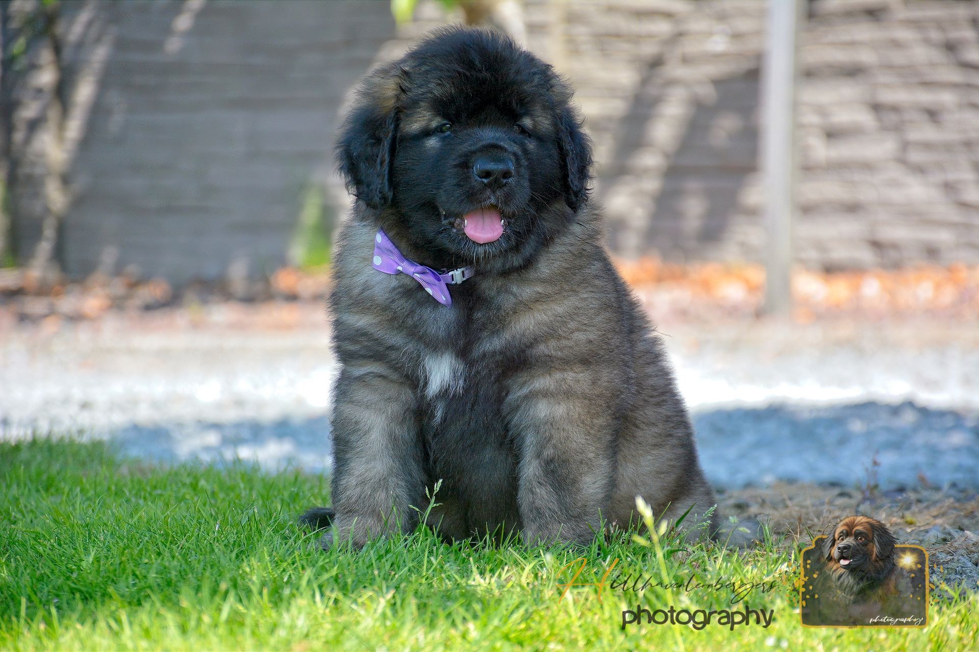 Fluffy black puppy with a purple collar sitting on green grass outdoors.