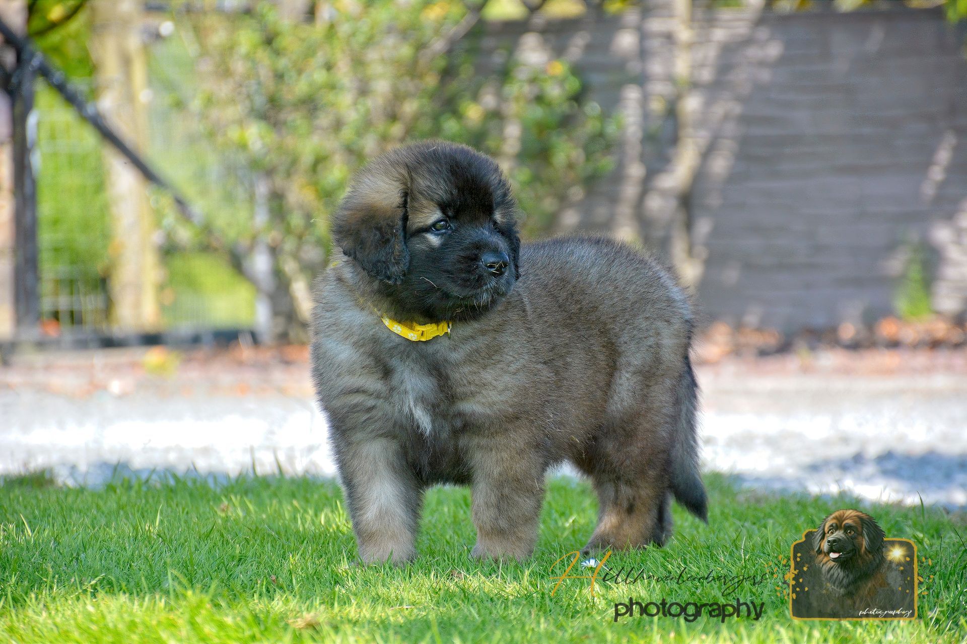 Small fluffy gray puppy standing on green grass outdoors near a fence