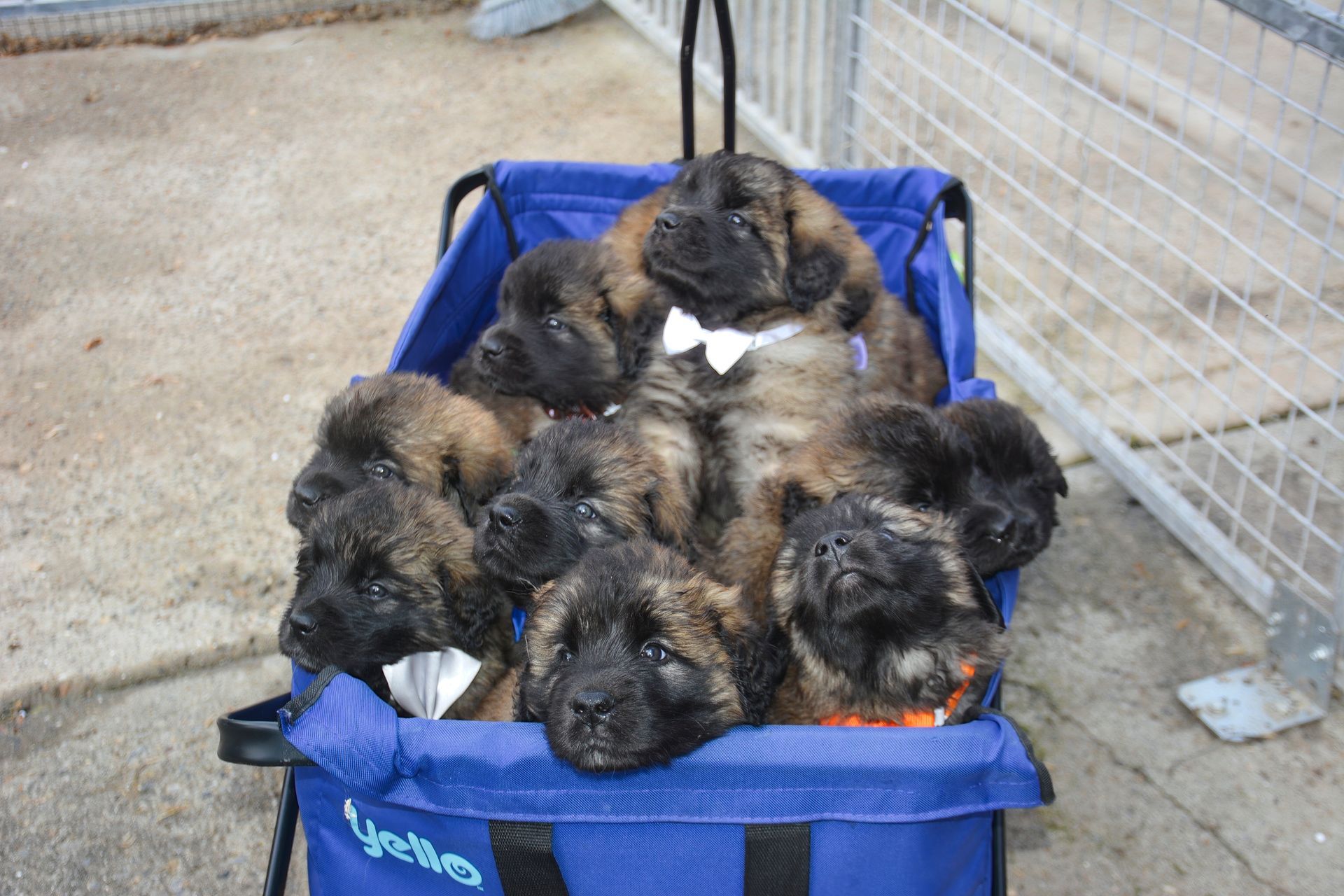 Five fluffy puppies huddled in a blue wagon outdoors
