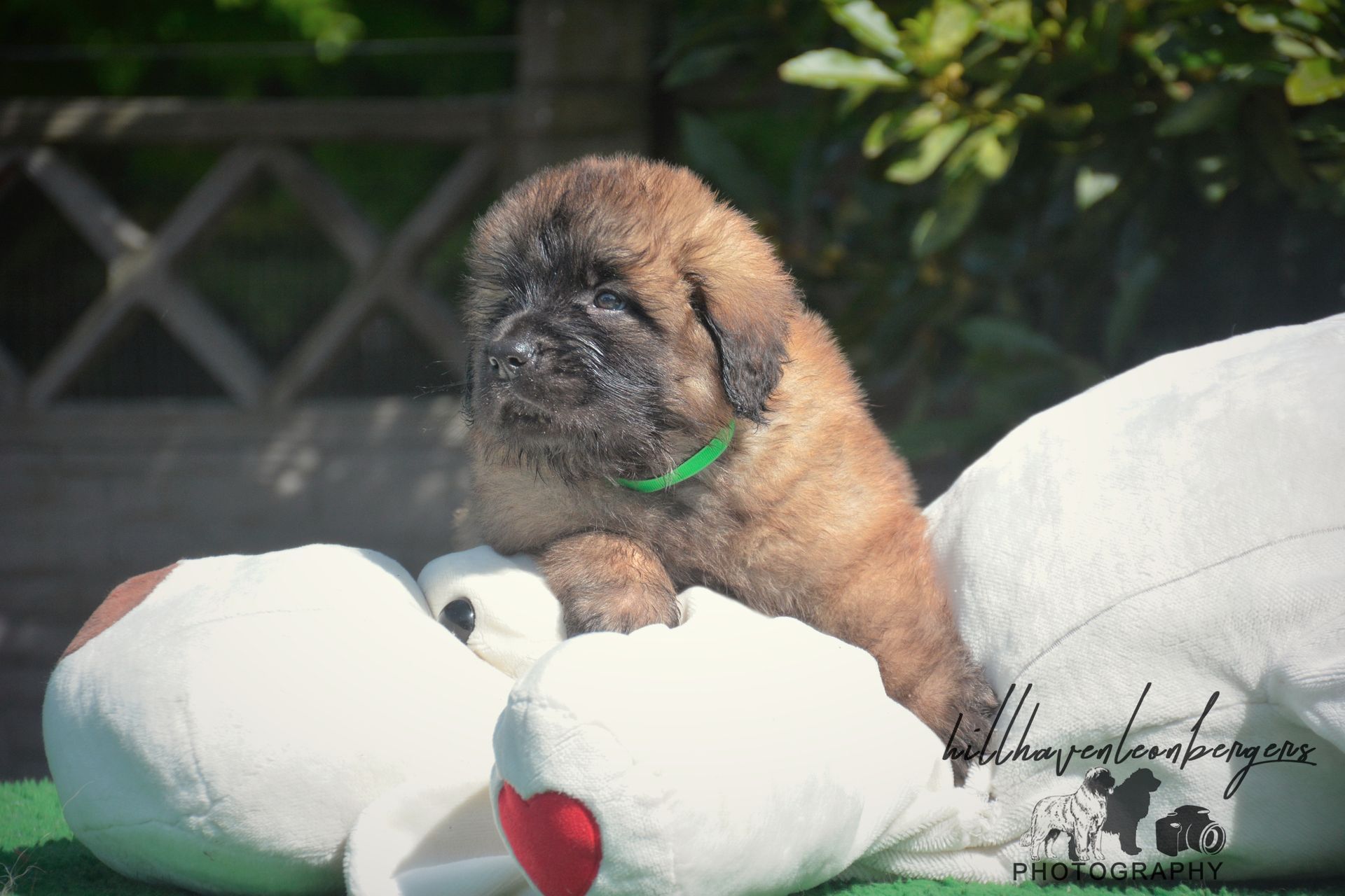 Small brown puppy with green collar leaning on a white stuffed toy outdoors
