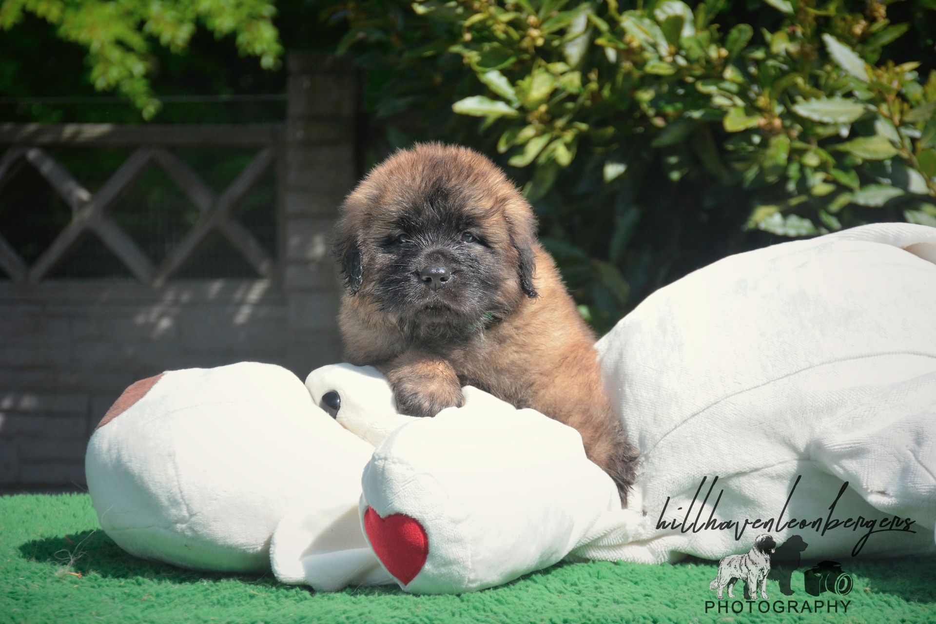 Small brown puppy resting on a white teddy bear on green grass outdoors
