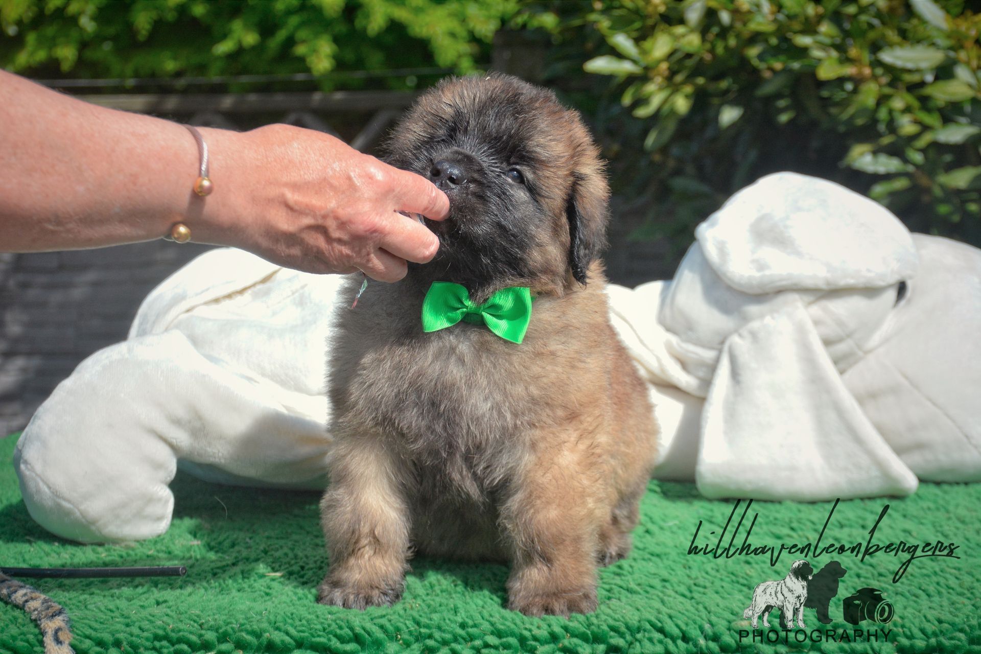 Small black and tan puppy with a green bow being petted outdoors on a green mat.