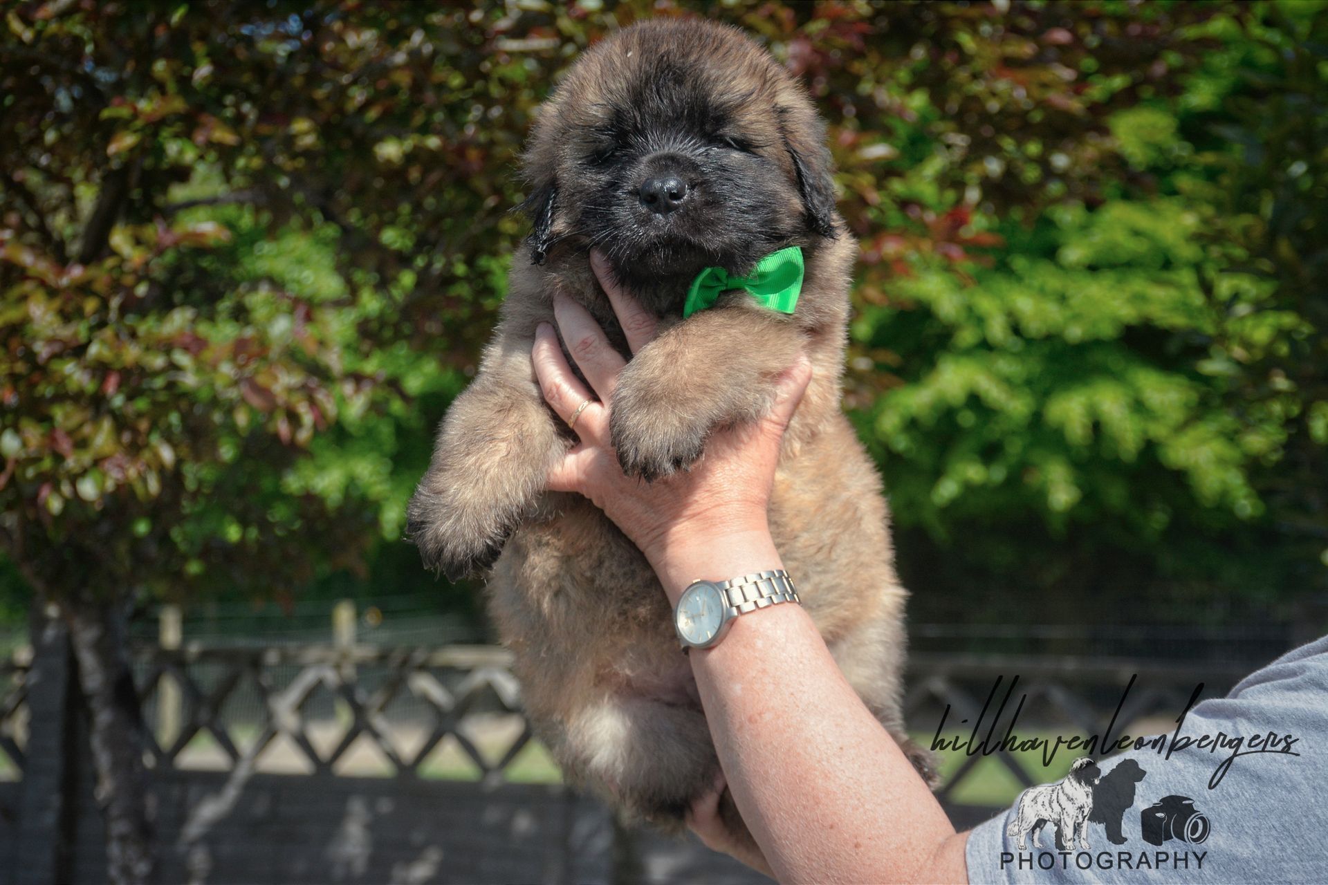 Small fluffy puppy being held up by a hand outdoors, with green leaves in the background